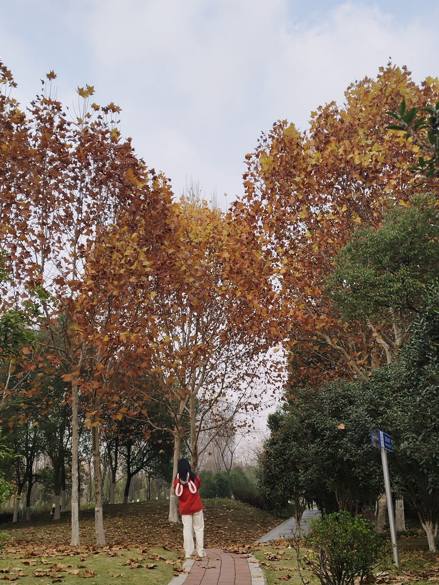 中央公园旅行图片 1
