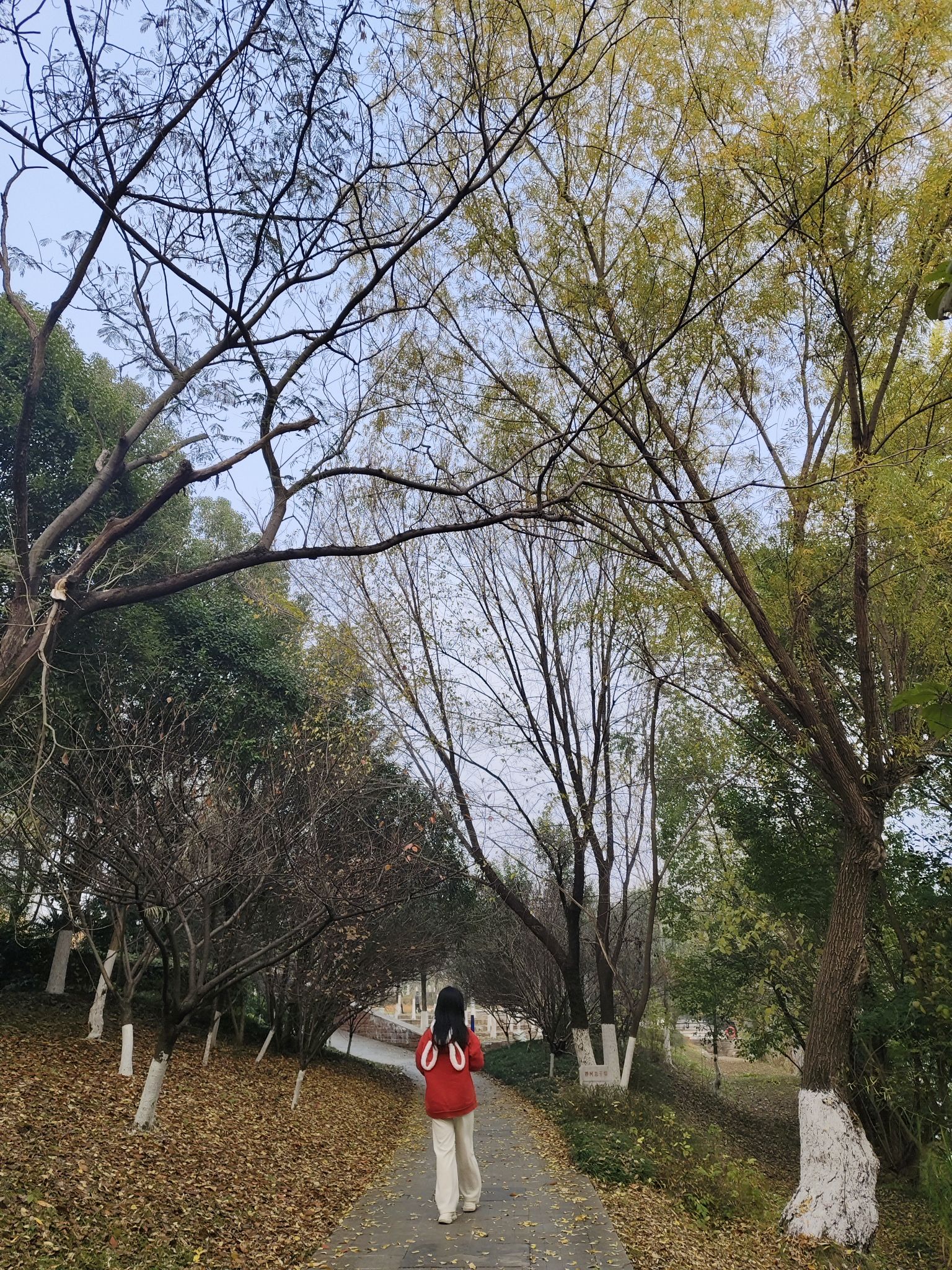 中央公园旅行图片 2