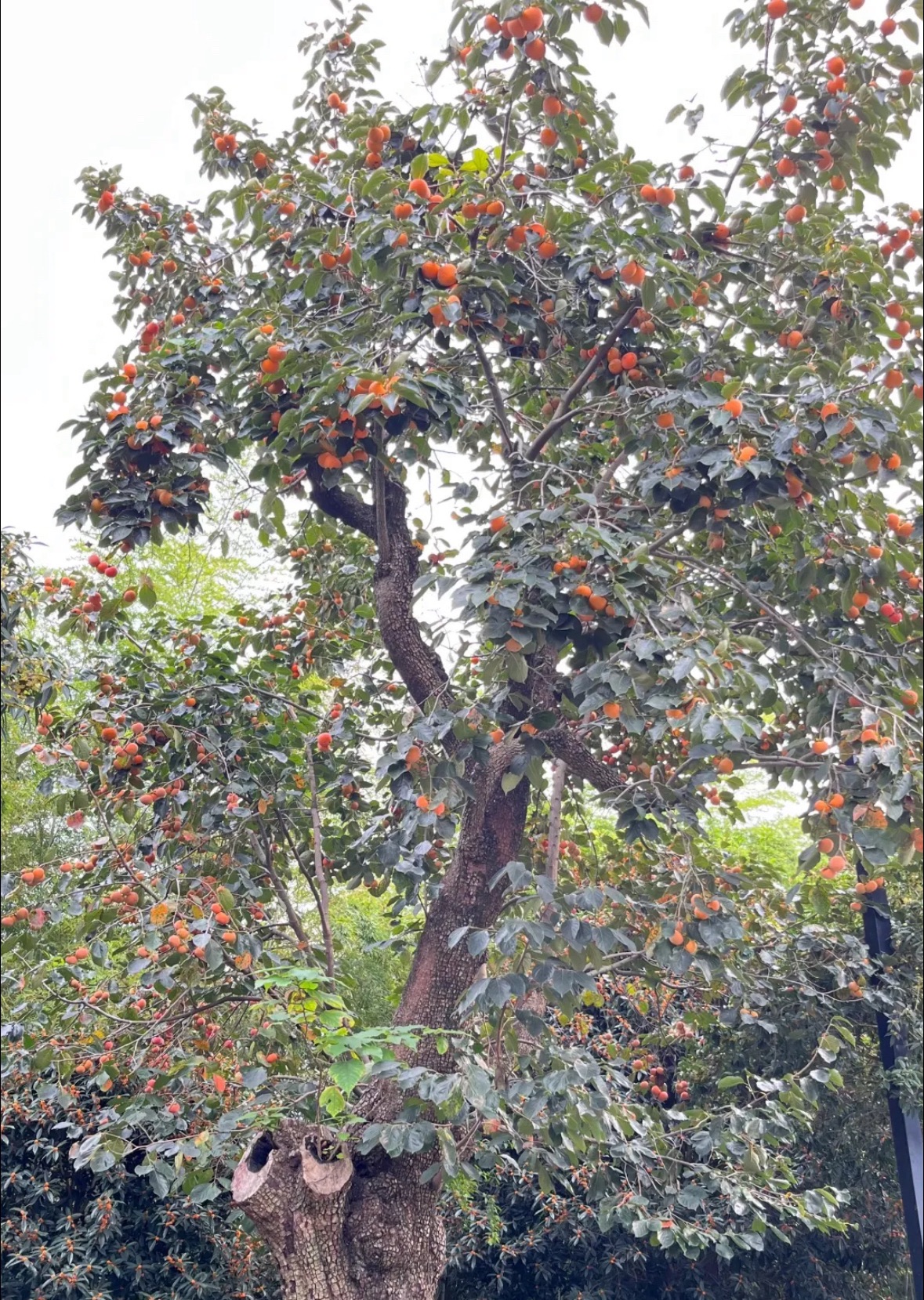 颍上县江心洲滨河公园旅行图片 3