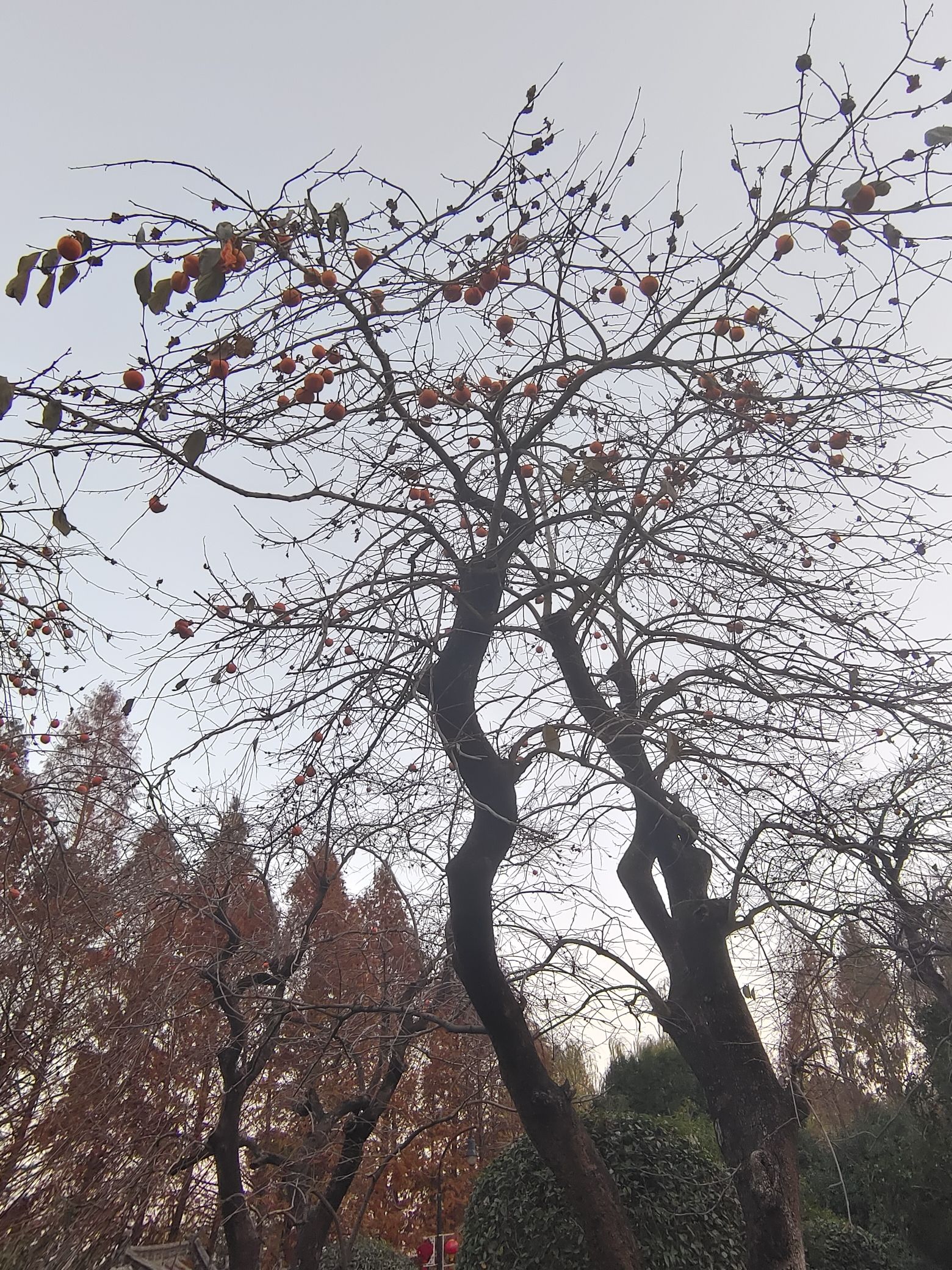 颍上县江心洲滨河公园旅行图片 3