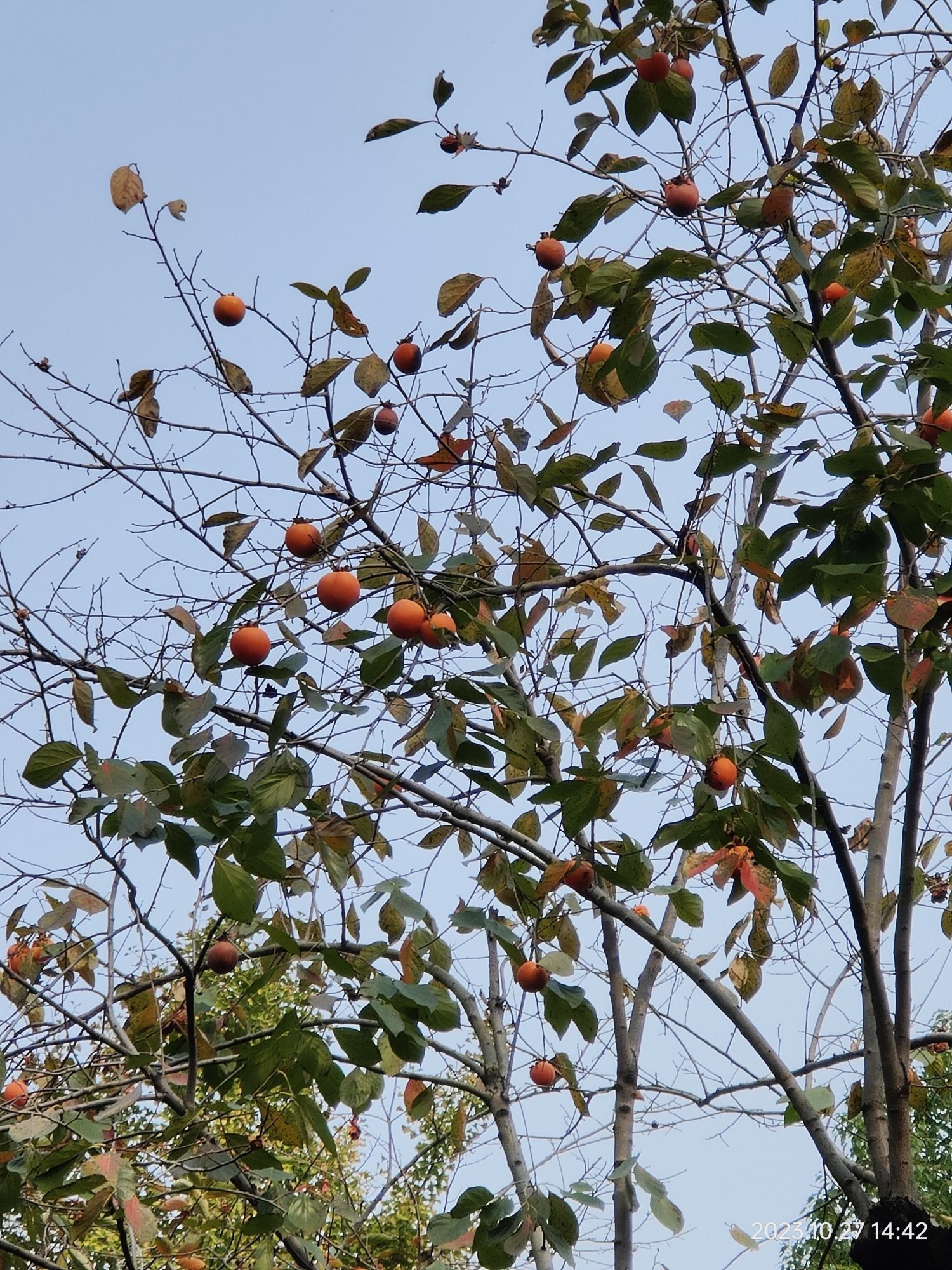颍上县江心洲滨河公园旅行图片 2