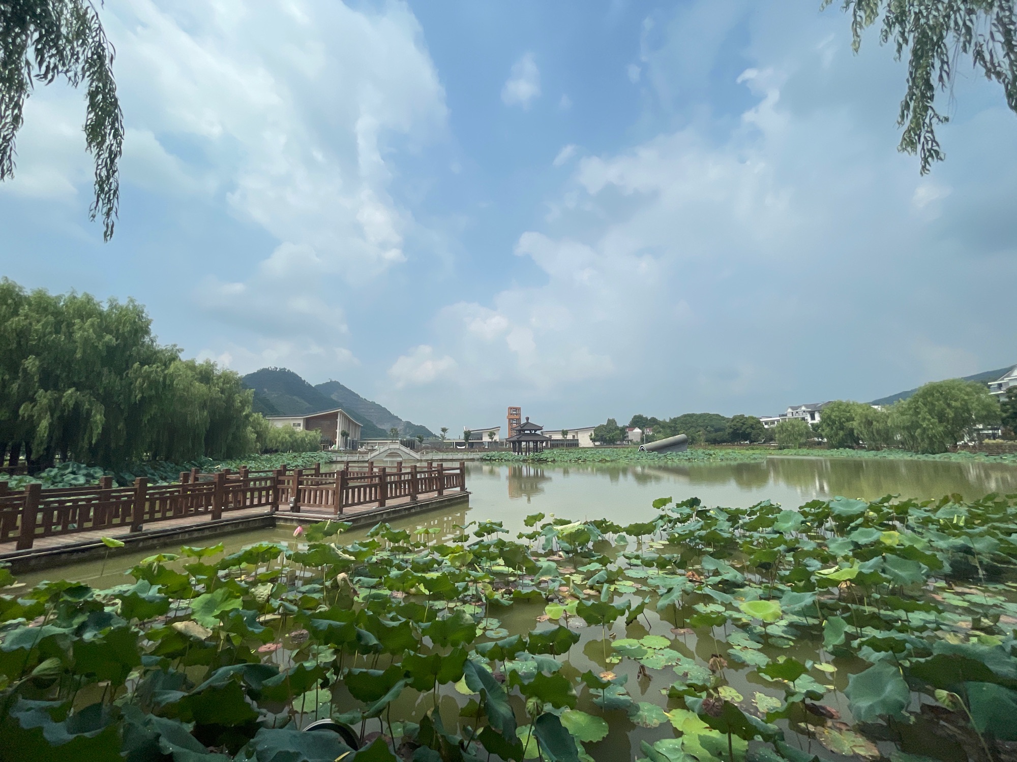 里叶十里荷花旅行图片 2