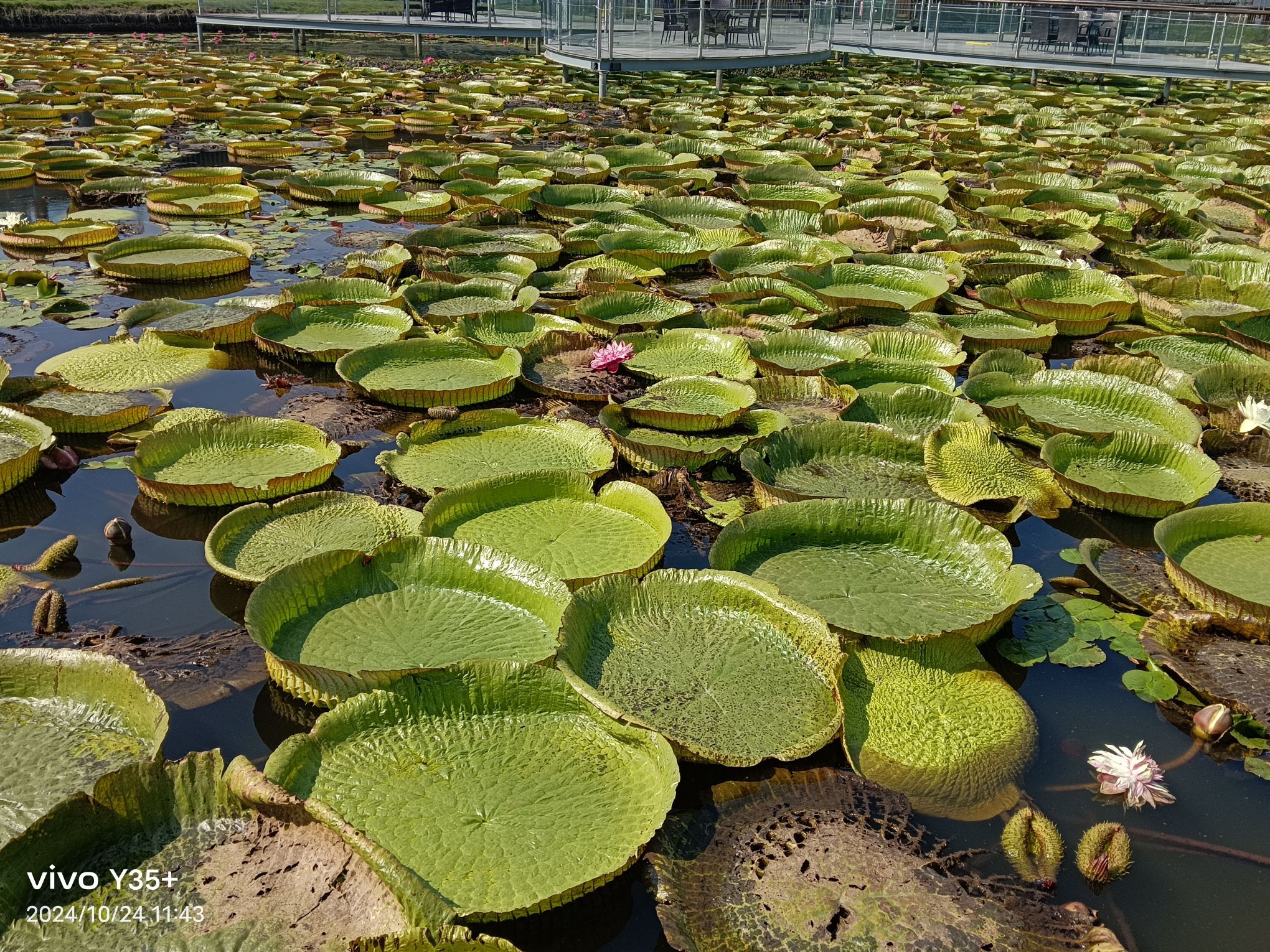 里叶十里荷花旅行图片 2