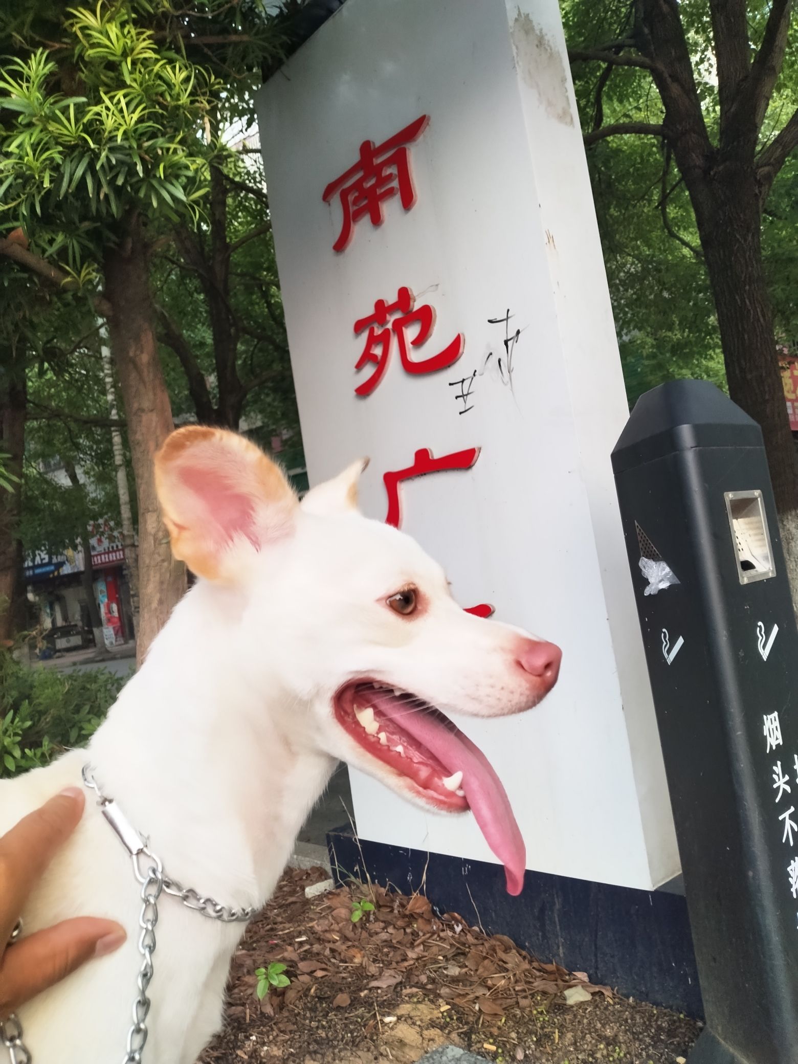 南苑广场旅行图片 1