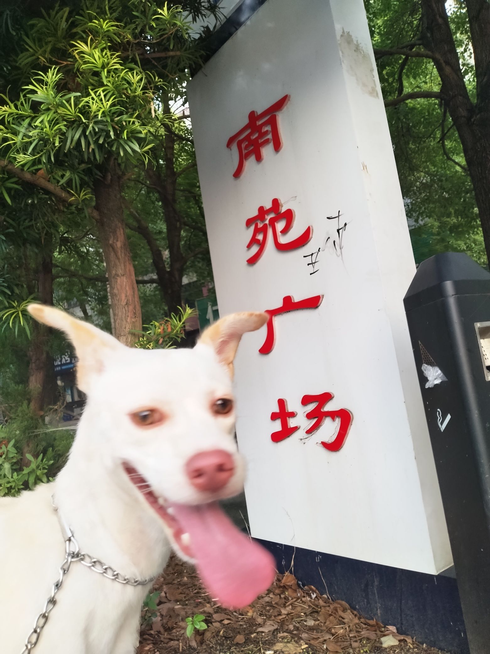南苑广场旅行图片 2