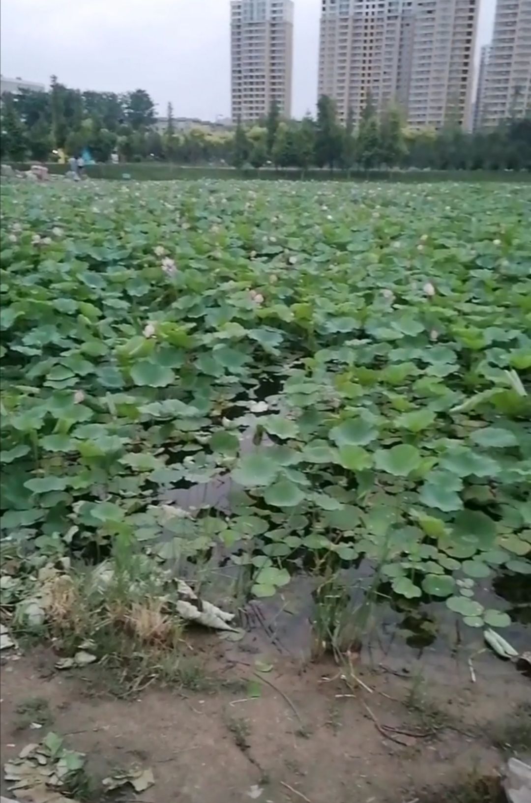 襄湖岛湿地公园旅行图片 3