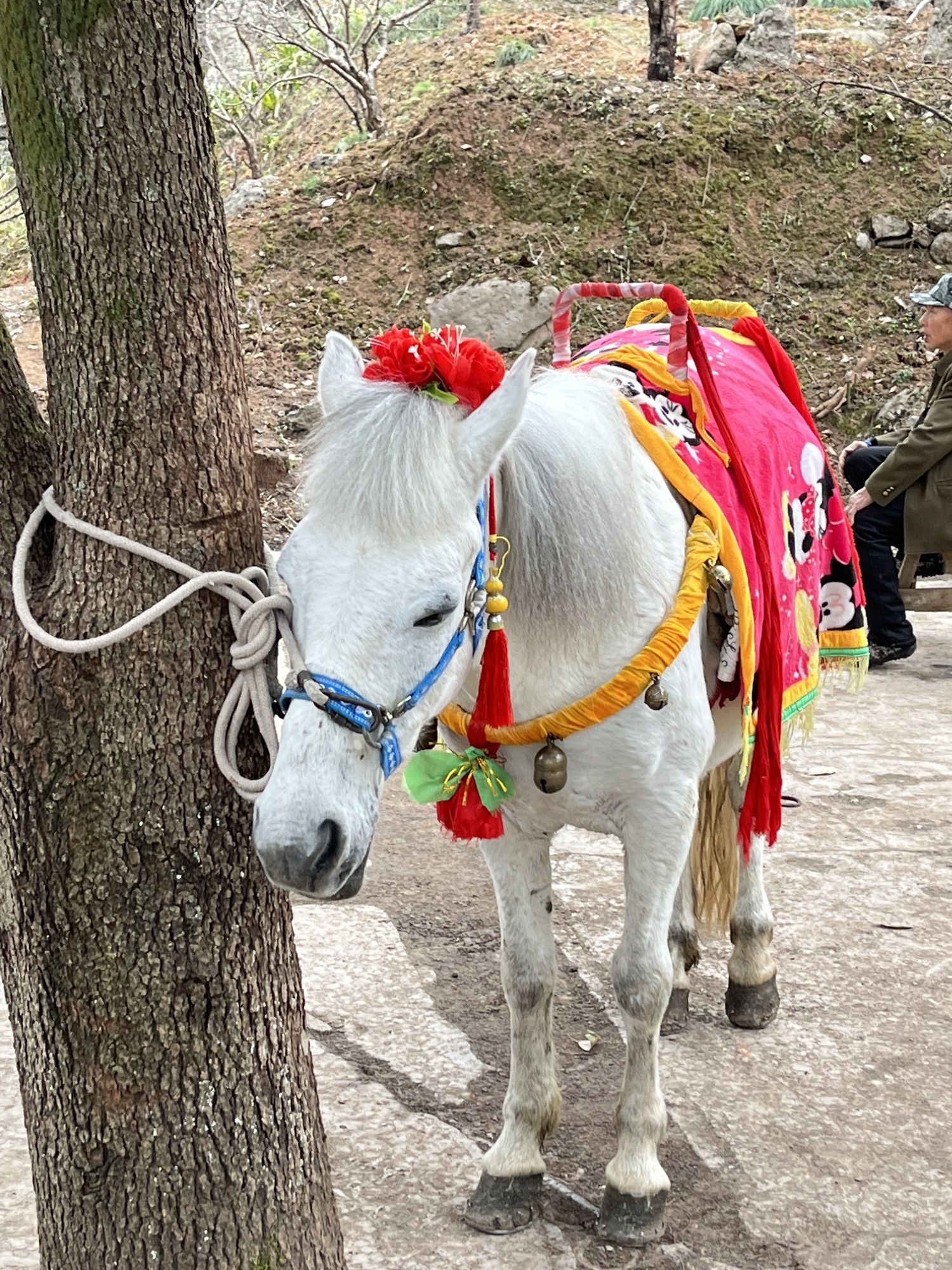 罗浮山旅行图片 1