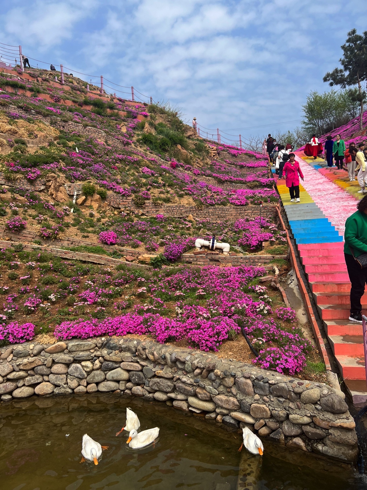 雨花谷薰衣草庄园旅行图片 1