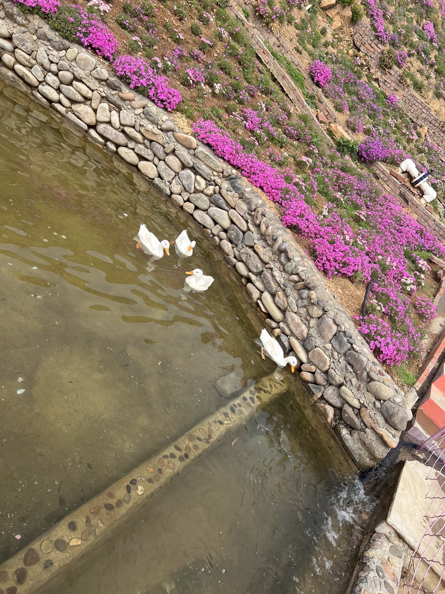 雨花谷薰衣草庄园旅行图片 2