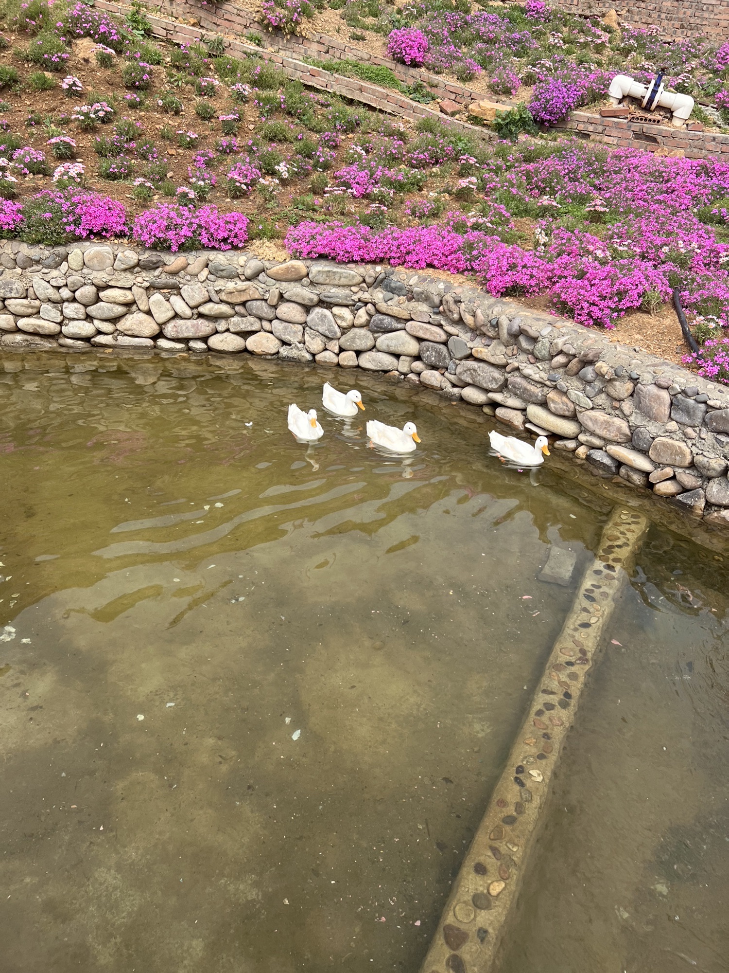 雨花谷薰衣草庄园旅行图片 3