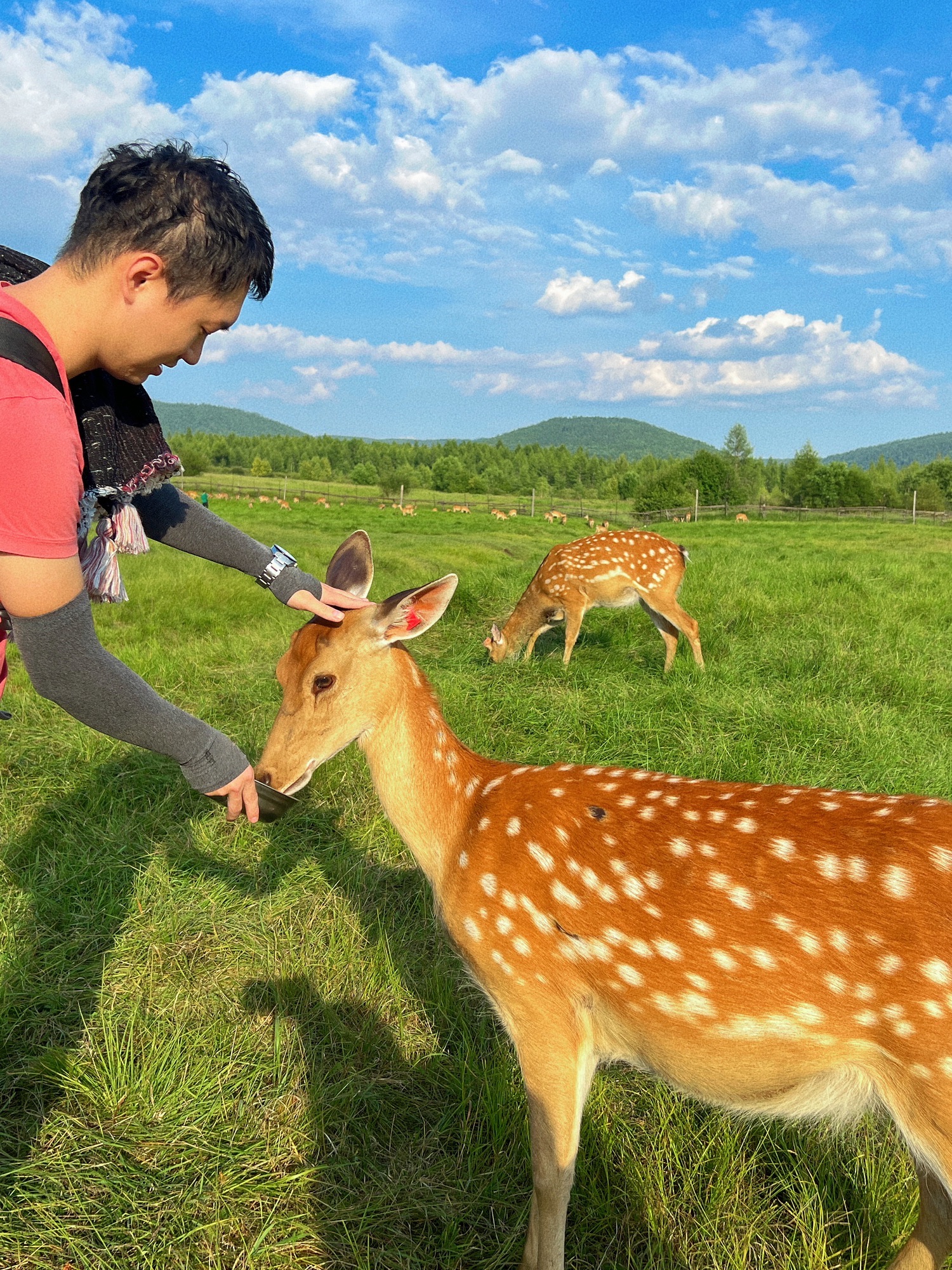 得耳布尓兴安神鹿园旅行图片 3