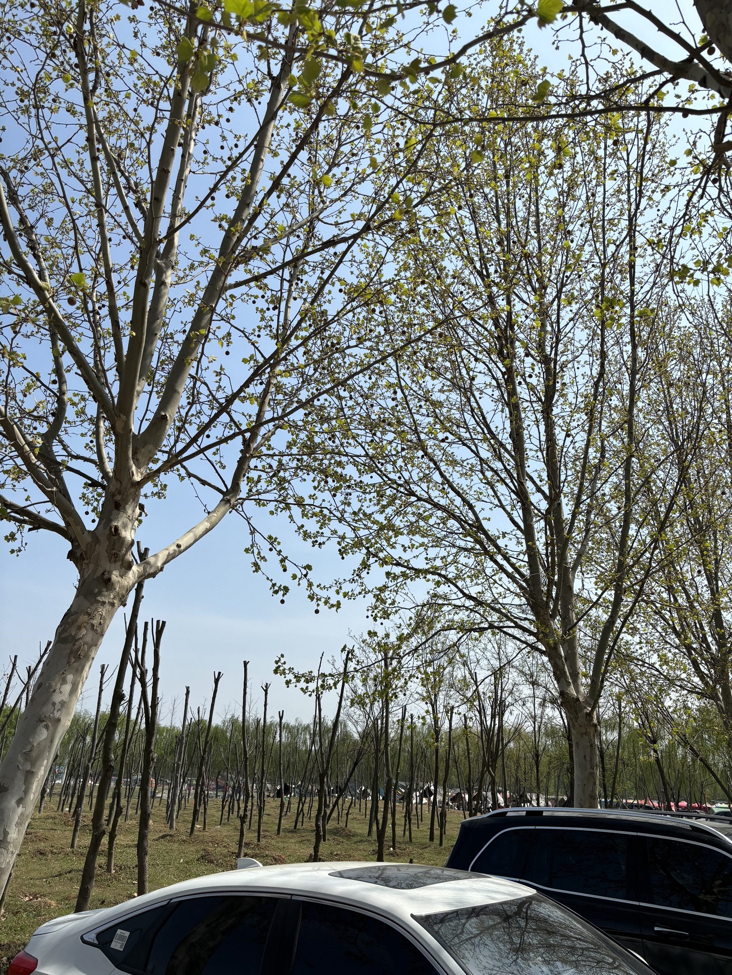 上善公园旅行图片 2