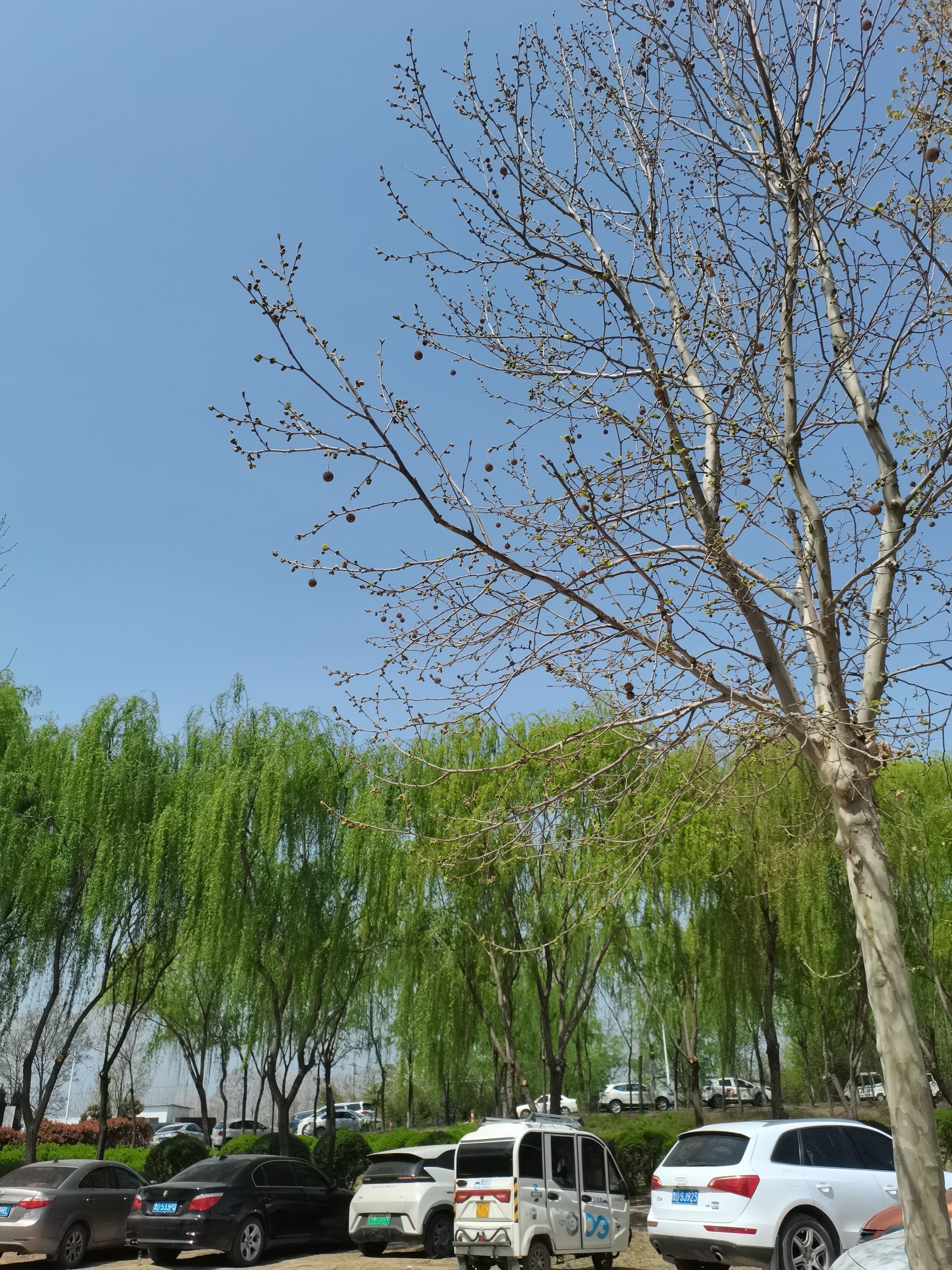 上善公园旅行图片 1