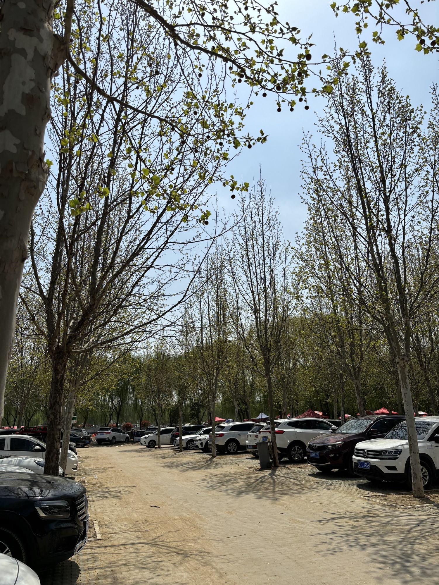 上善公园旅行图片 3