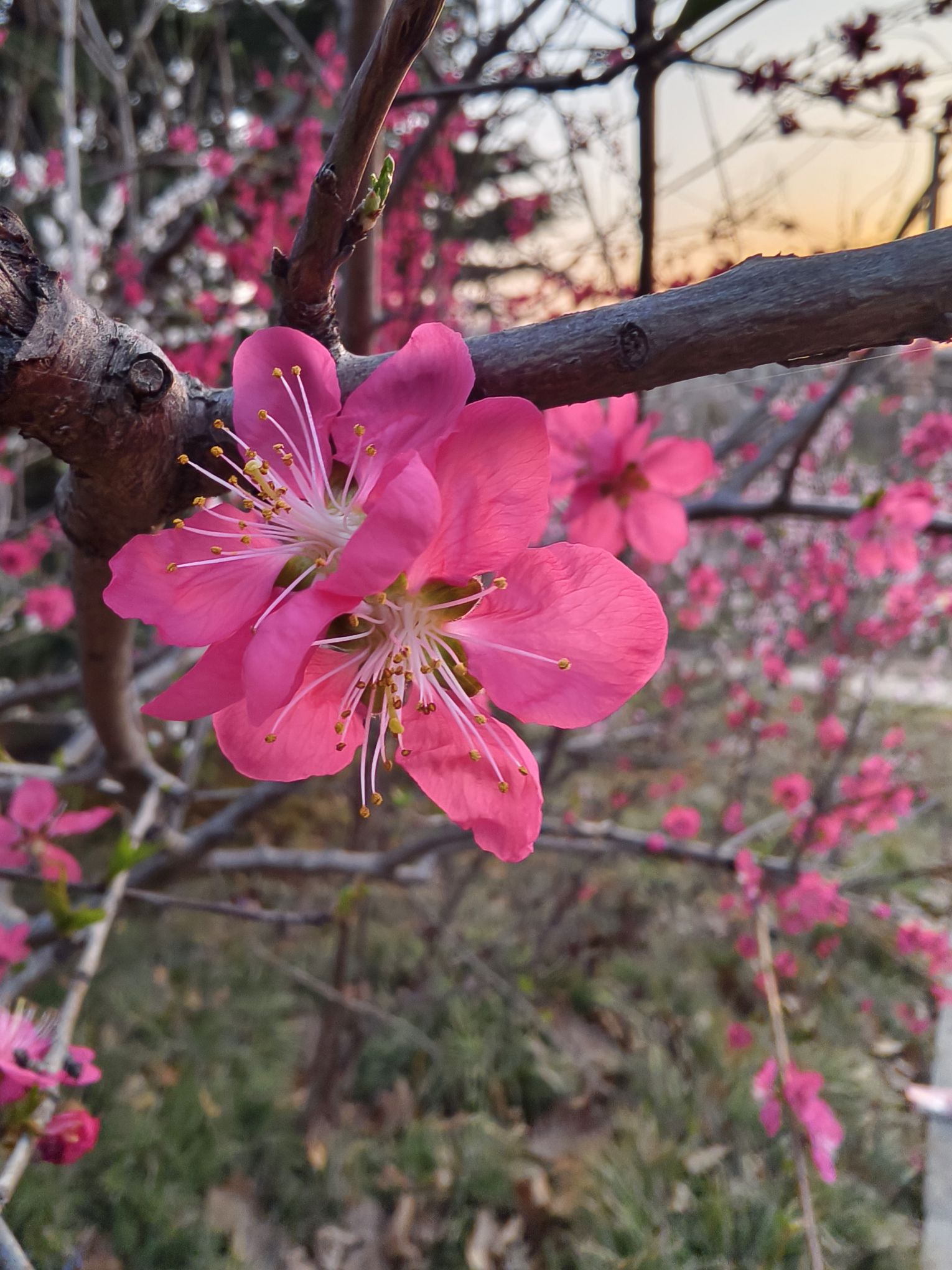 石河中央公园旅行图片 2