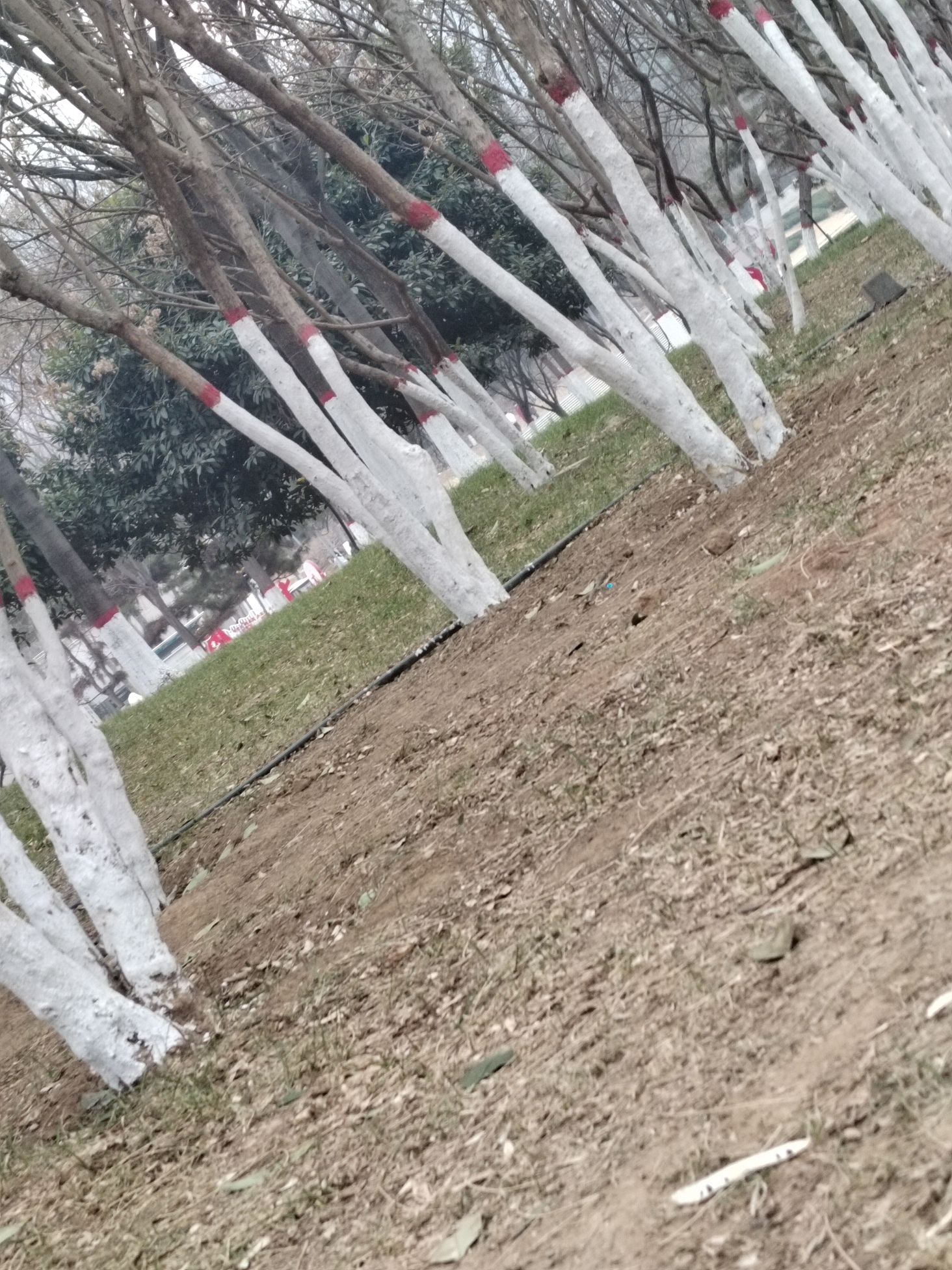 石河中央公园旅行图片 3