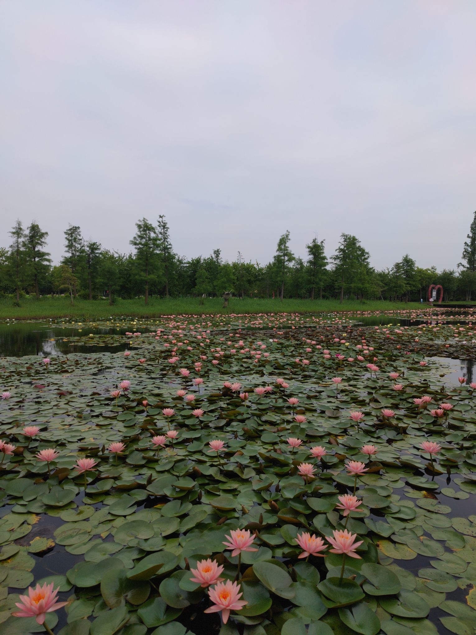 上海崇明荷花博览园旅行图片 2