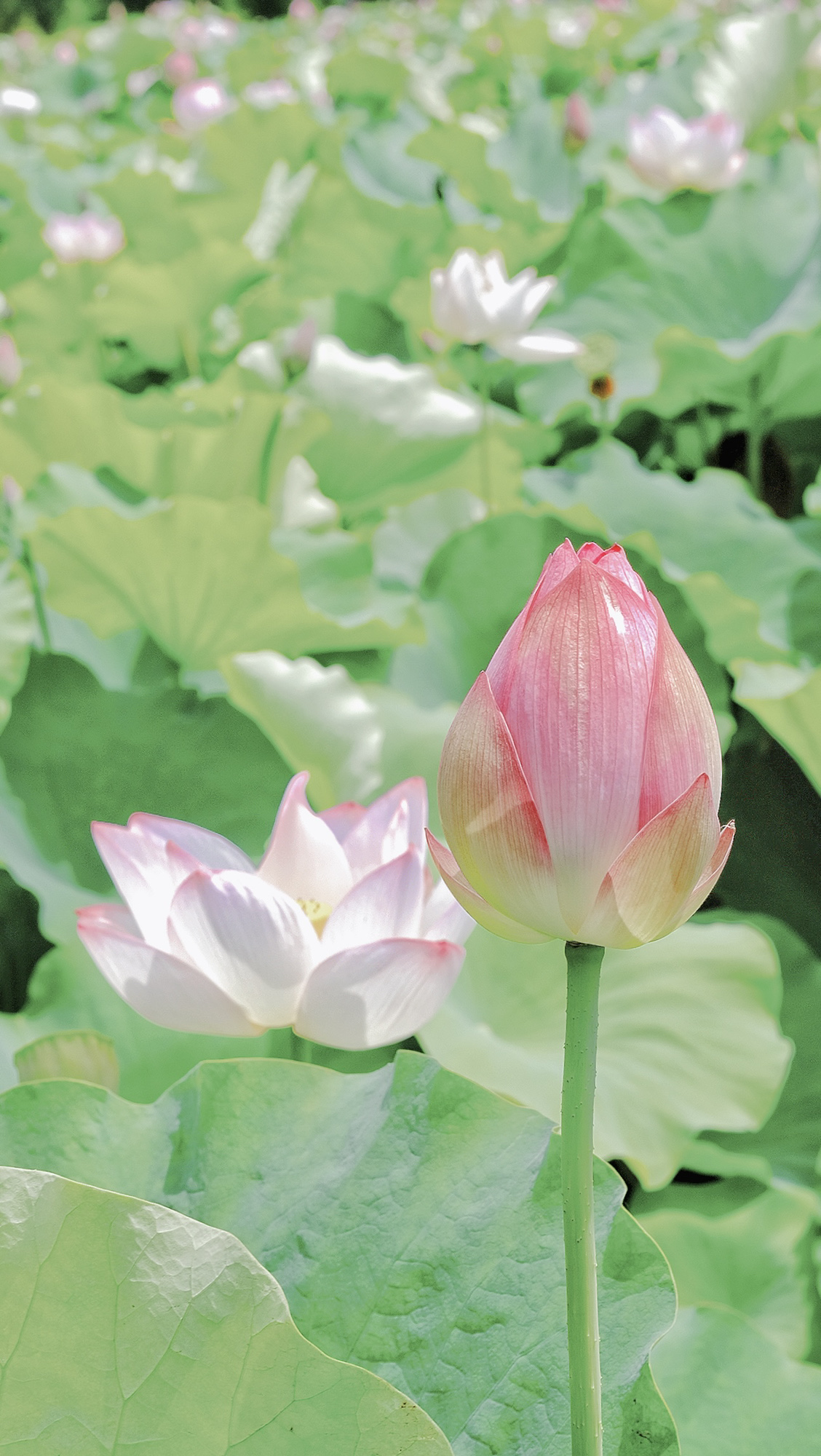 上海崇明荷花博览园旅行图片 3