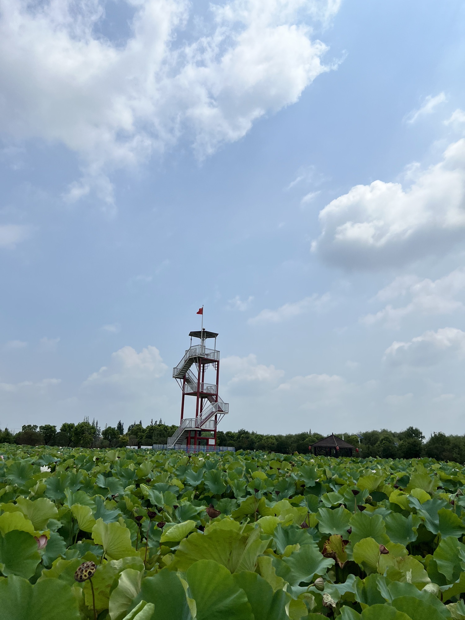 上海崇明荷花博览园旅行图片 1