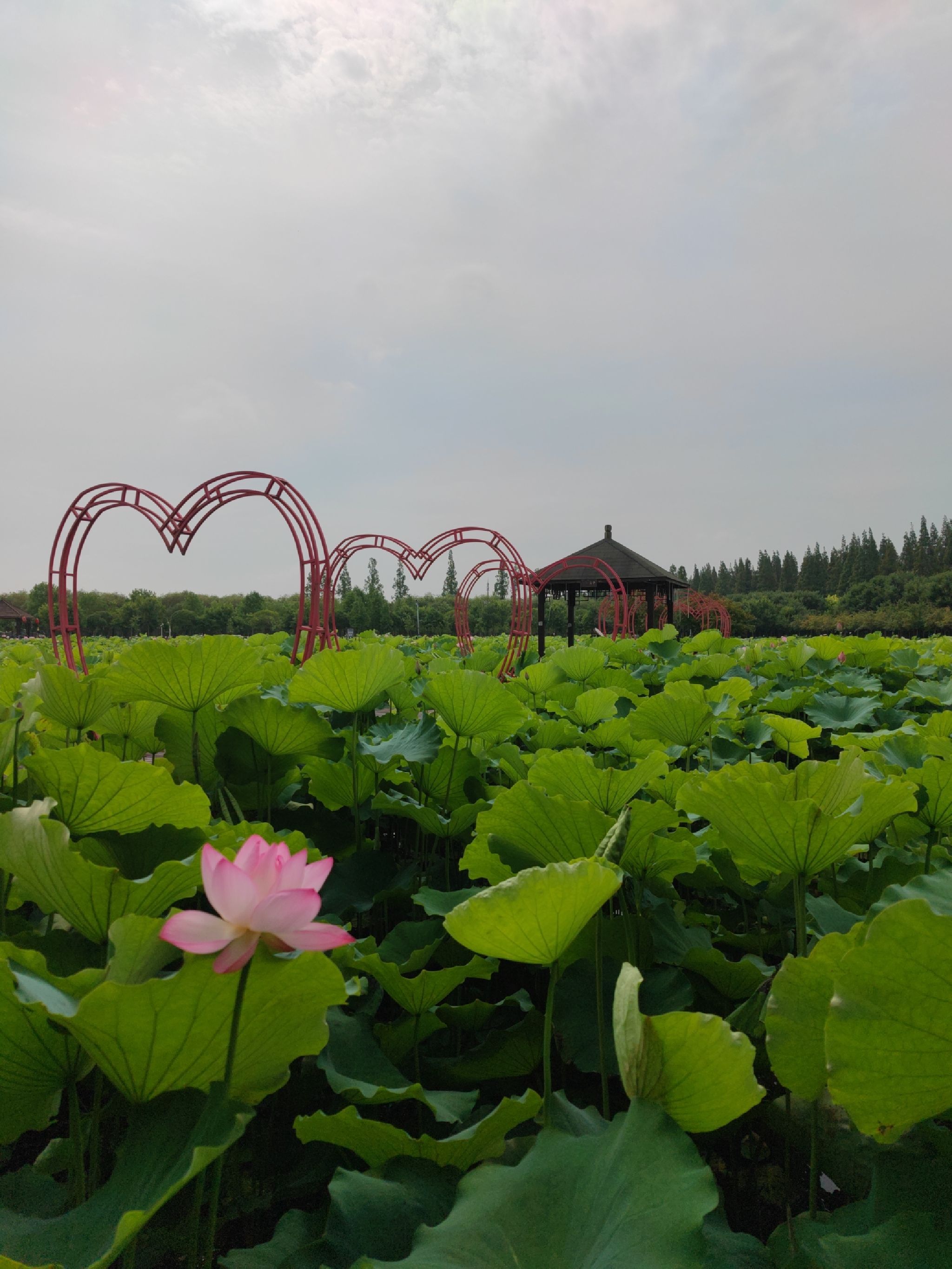 上海崇明荷花博览园旅行图片 1
