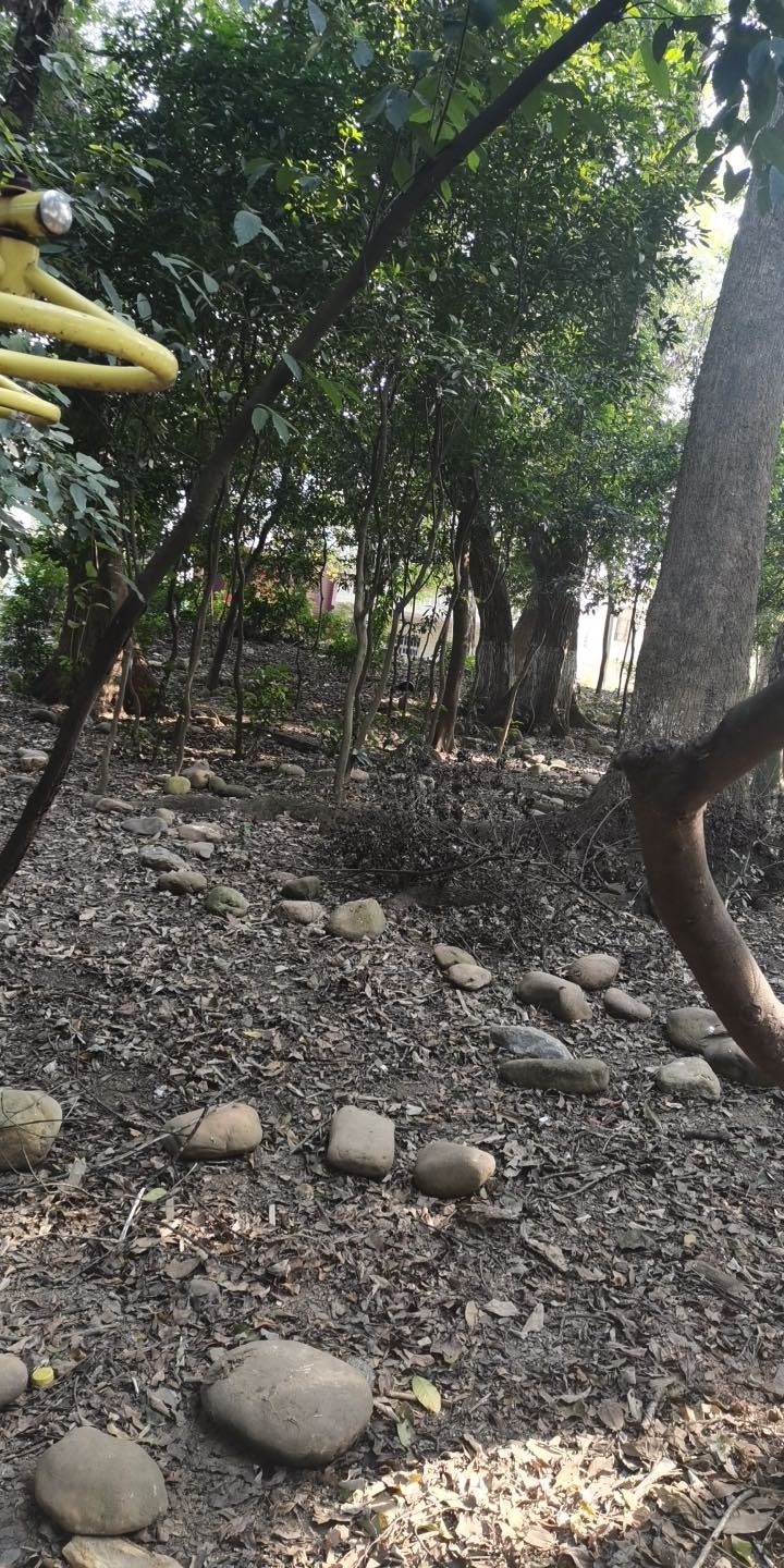 柯树下公园