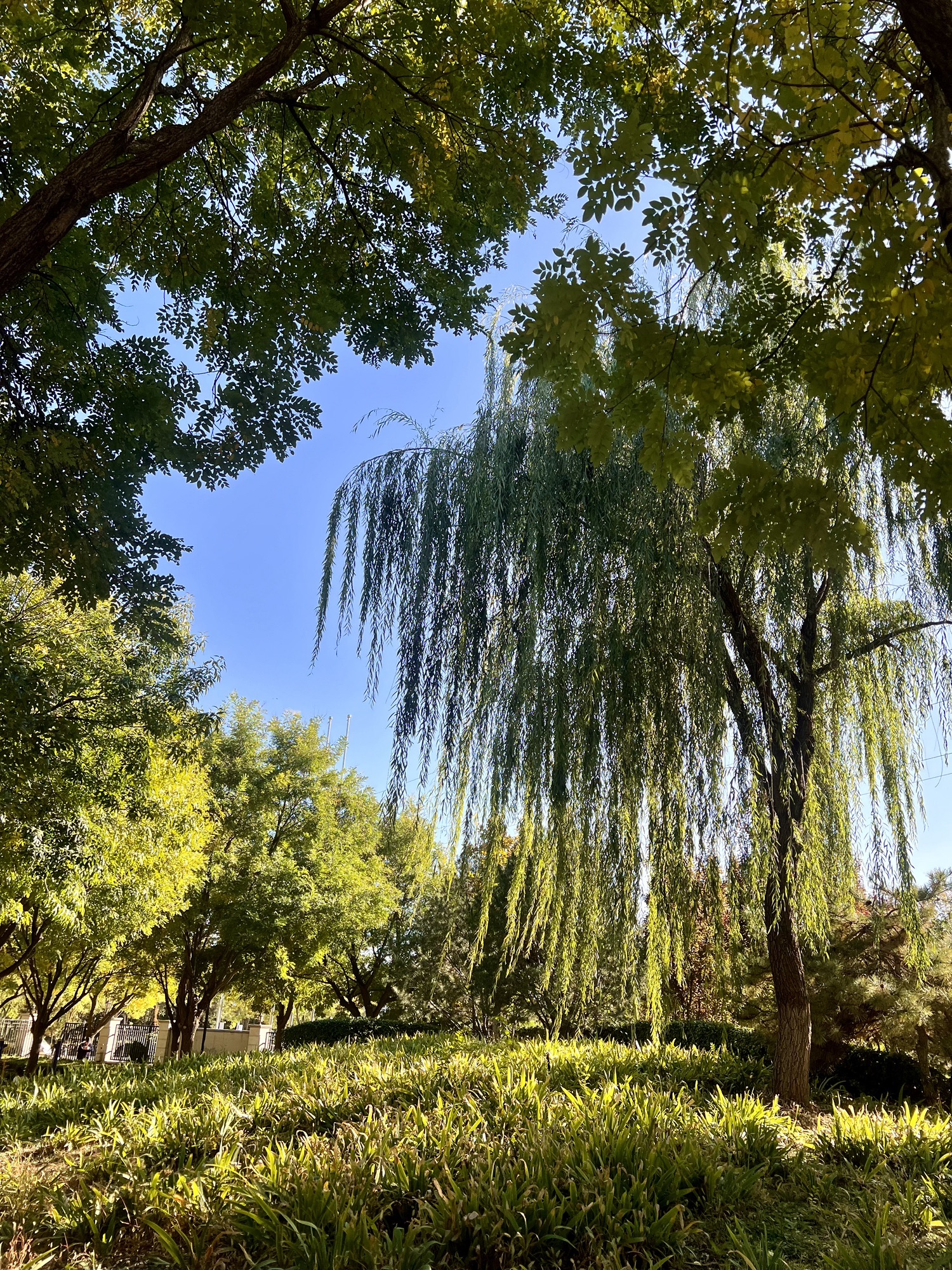 金马公园旅行图片 2
