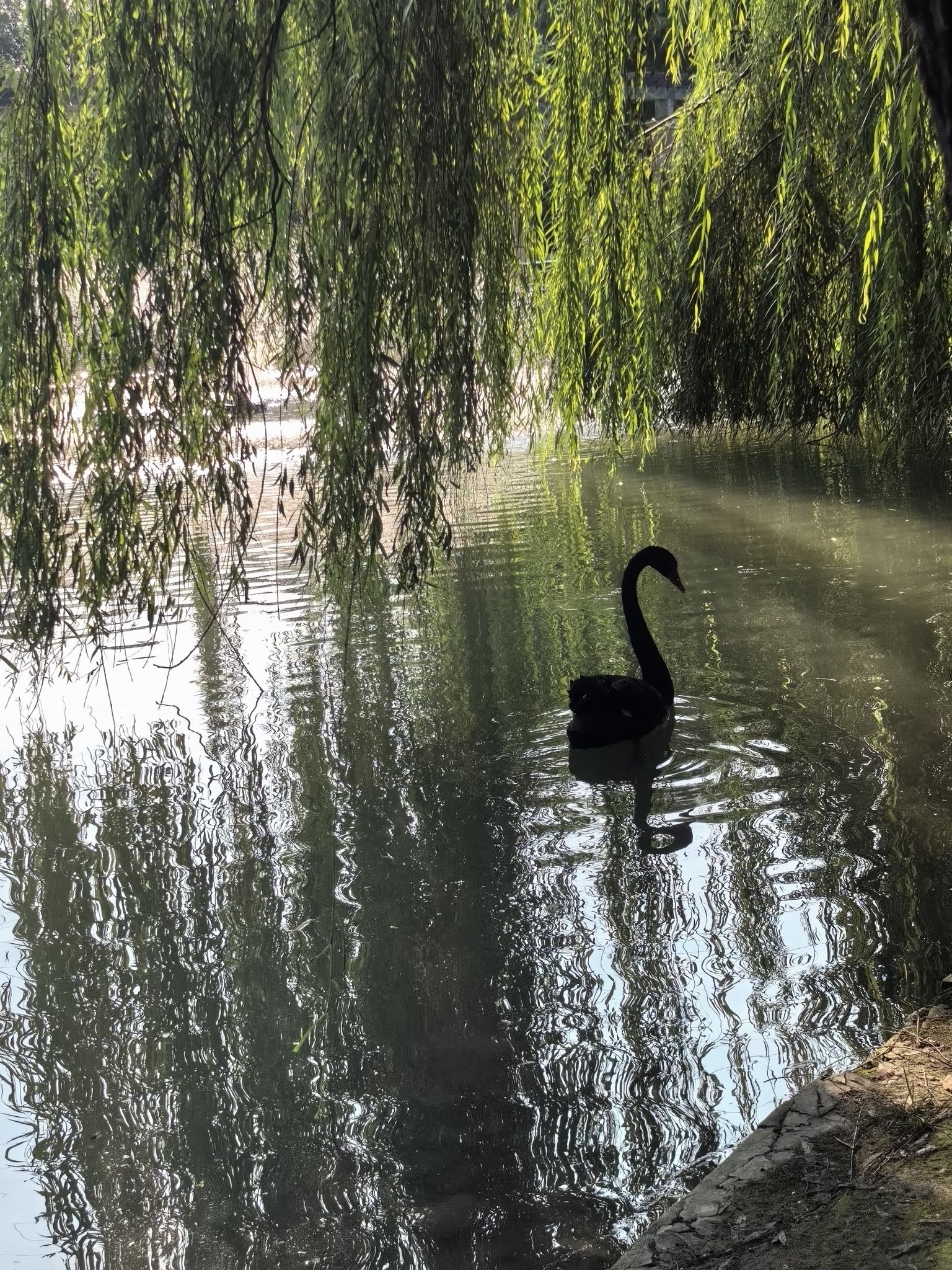 西局玉璞园西区旅行图片 3
