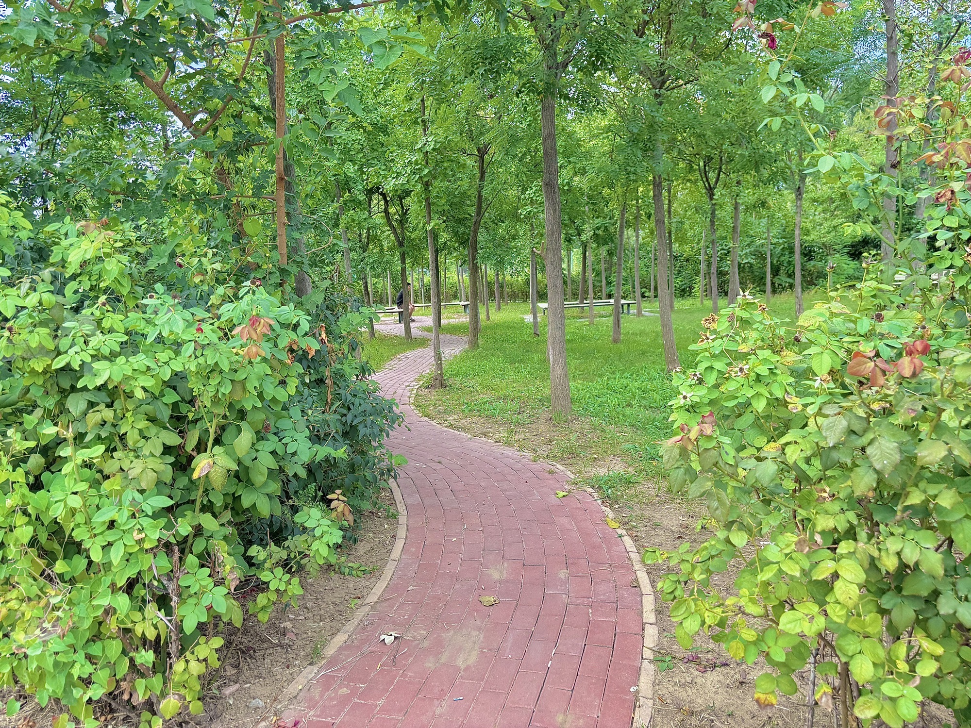 狼垡公园旅行图片 2