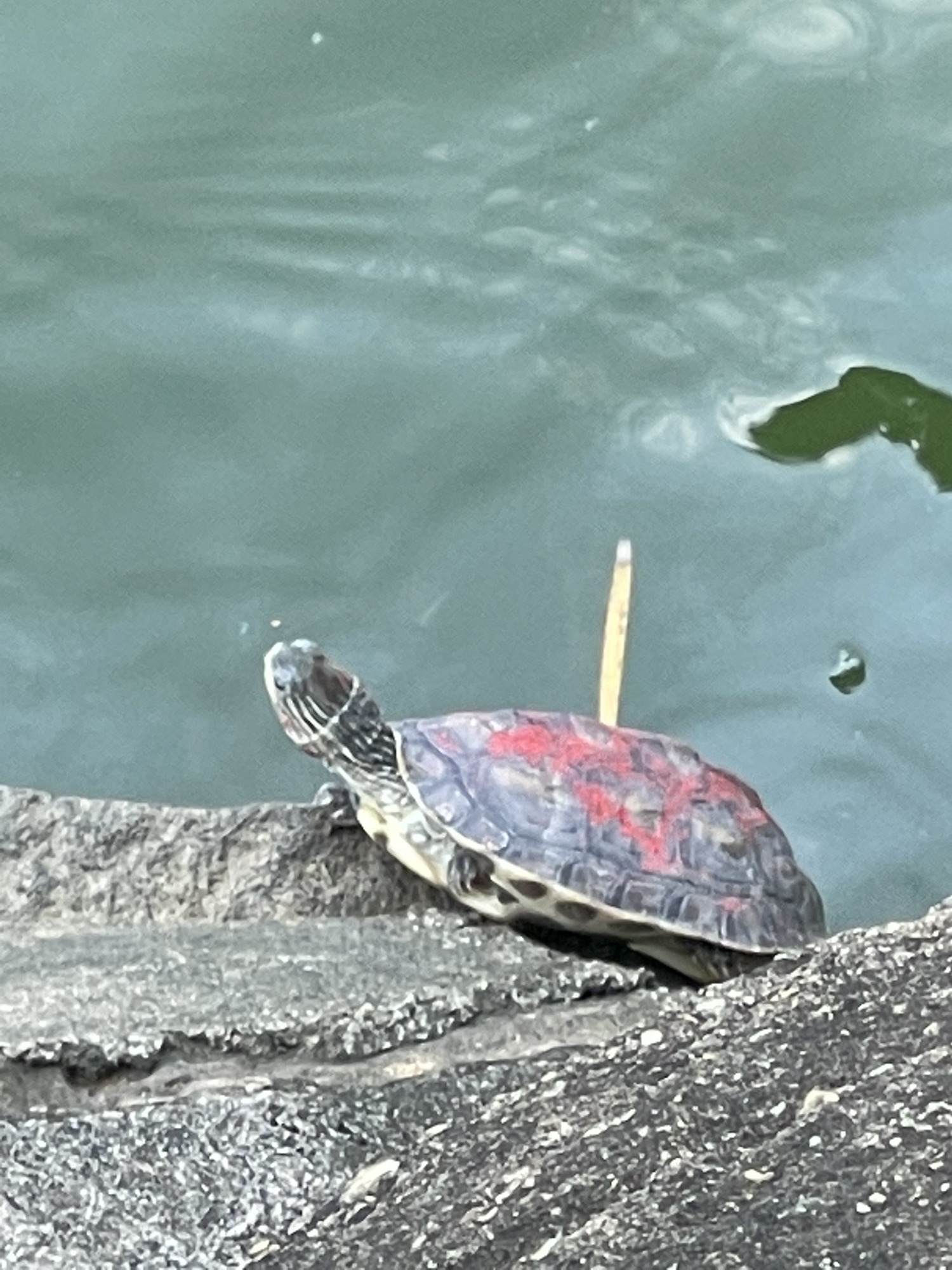雷州西湖旅行图片 3