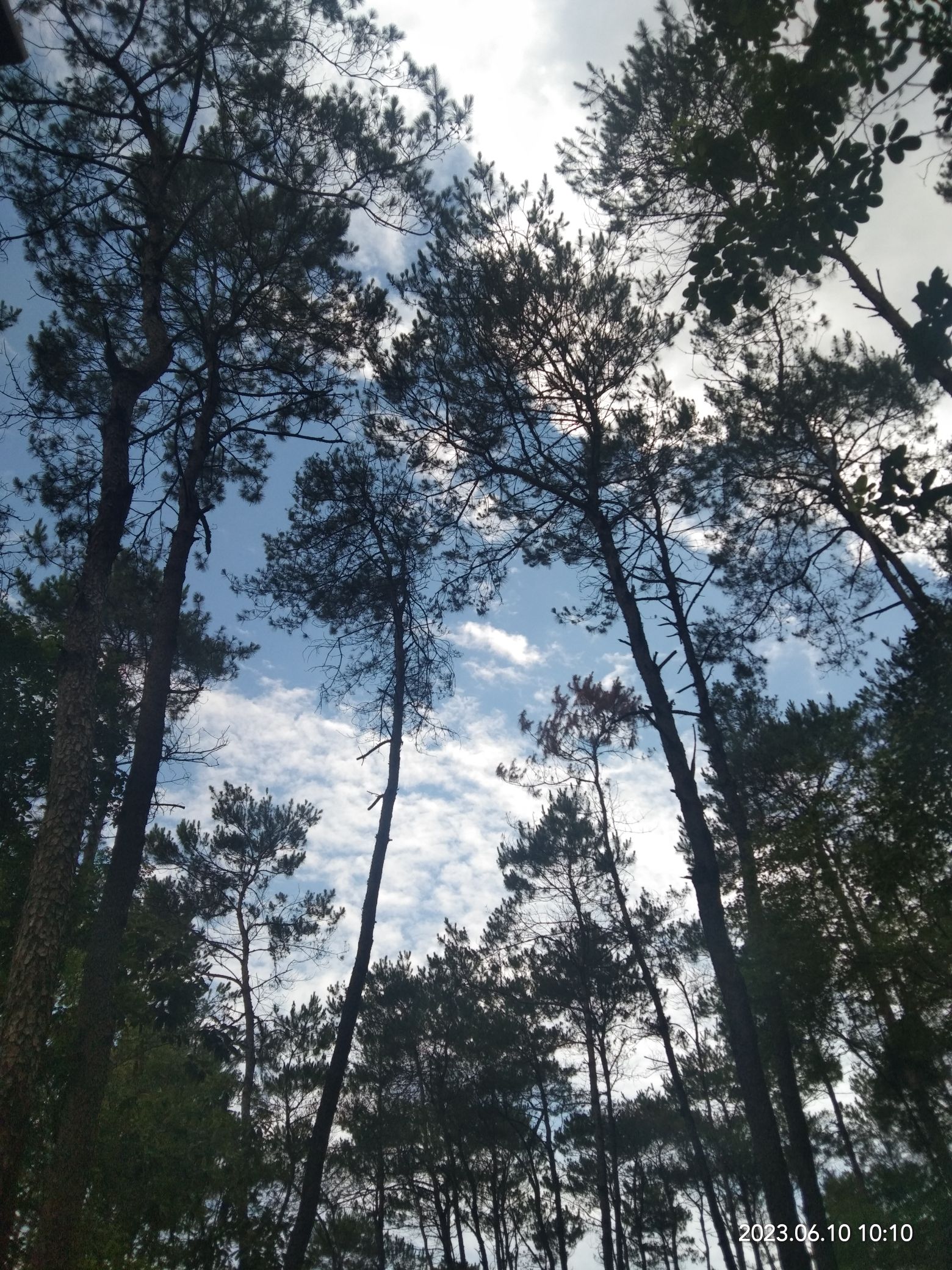 玉林市狮子山公园旅行图片 1