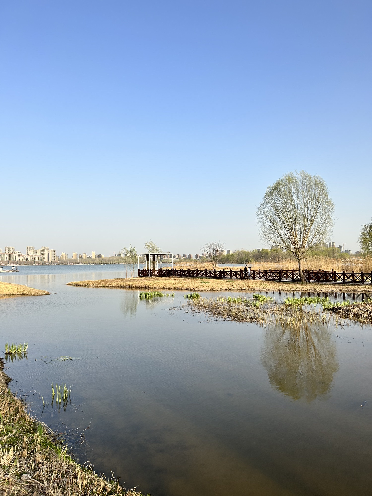 平原新区凤湖生态公园旅行图片 1