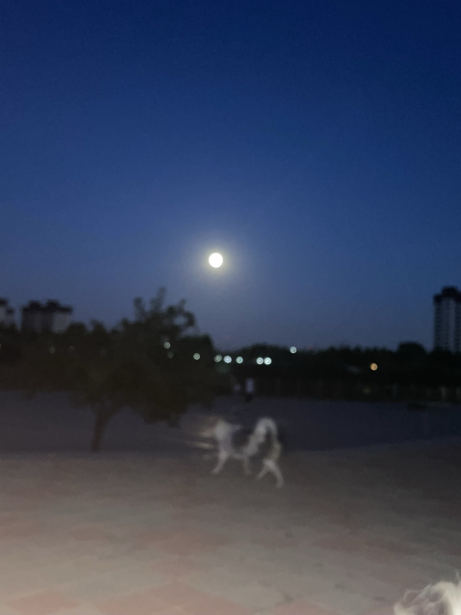 景县董子公园旅行图片 2