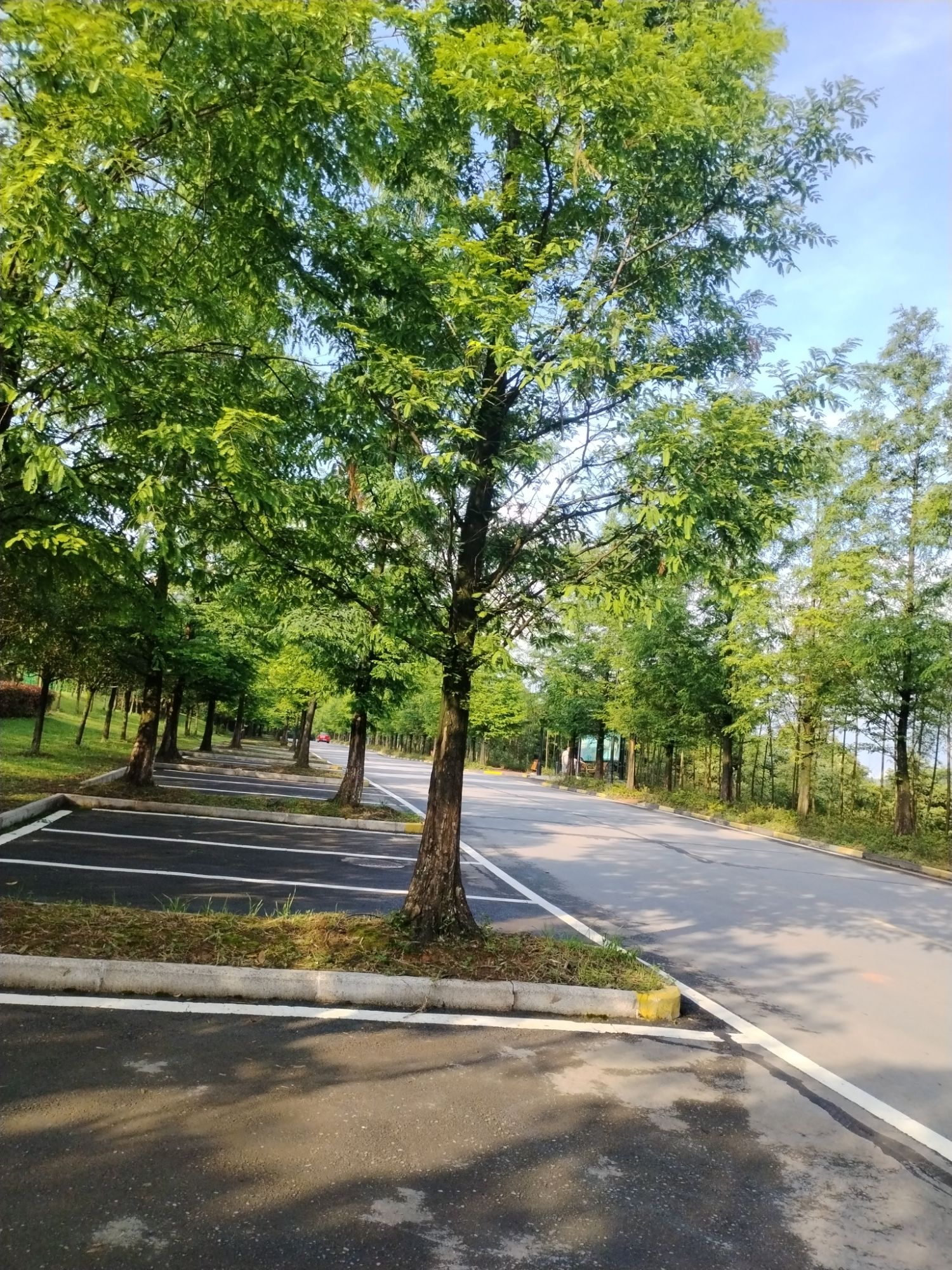 天鹅堡森林公园旅行图片 1