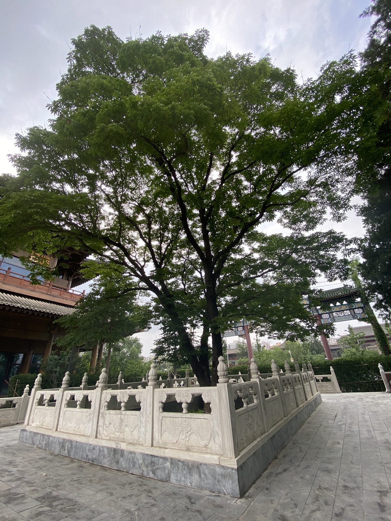 菩提园旅行图片 3