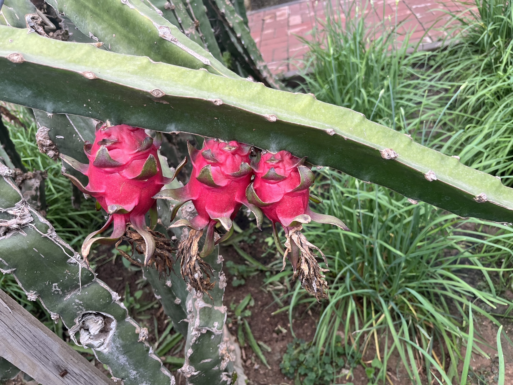紫云水岸香草园旅行图片 2