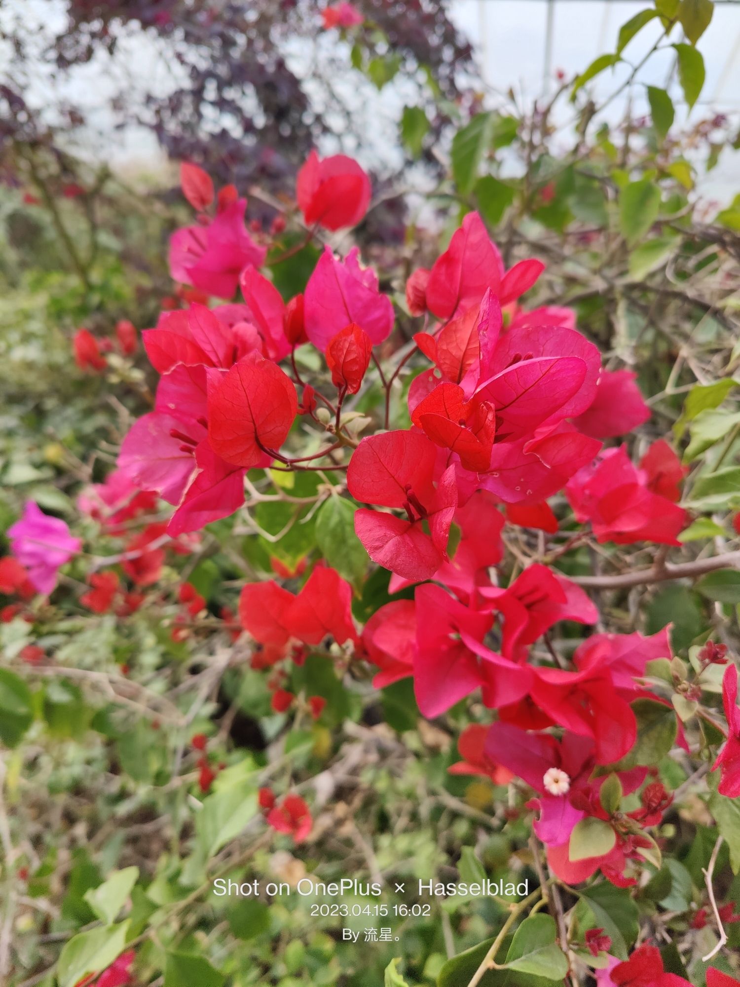 紫云水岸香草园旅行图片 2