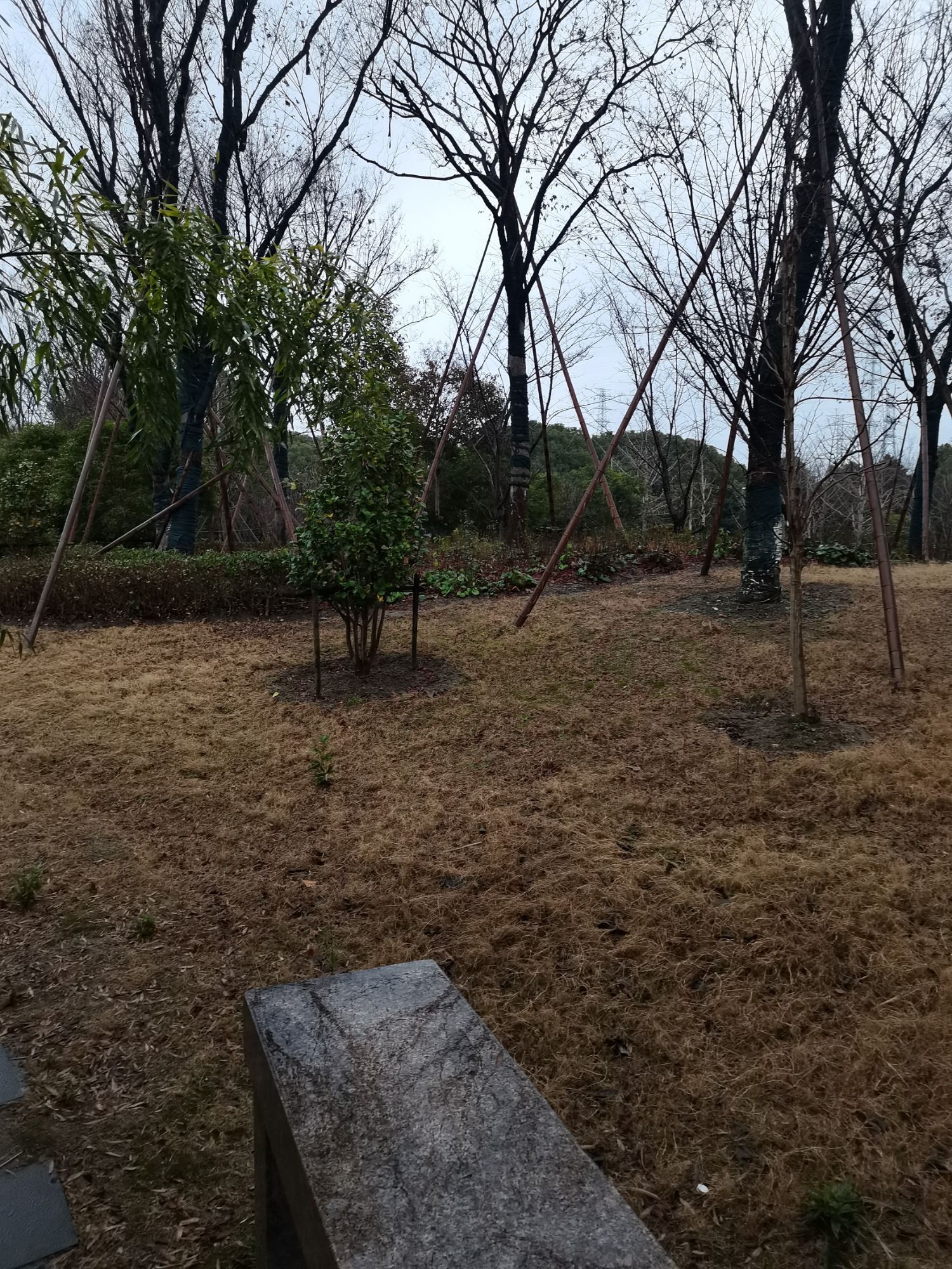 马桥古文化遗址公园旅行图片 1