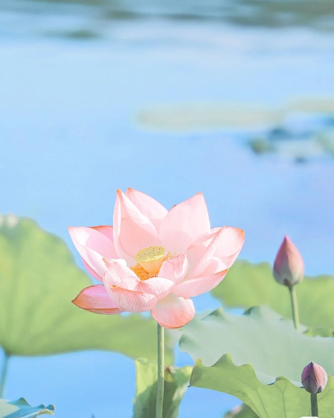 何宝珍故里旅行图片 1