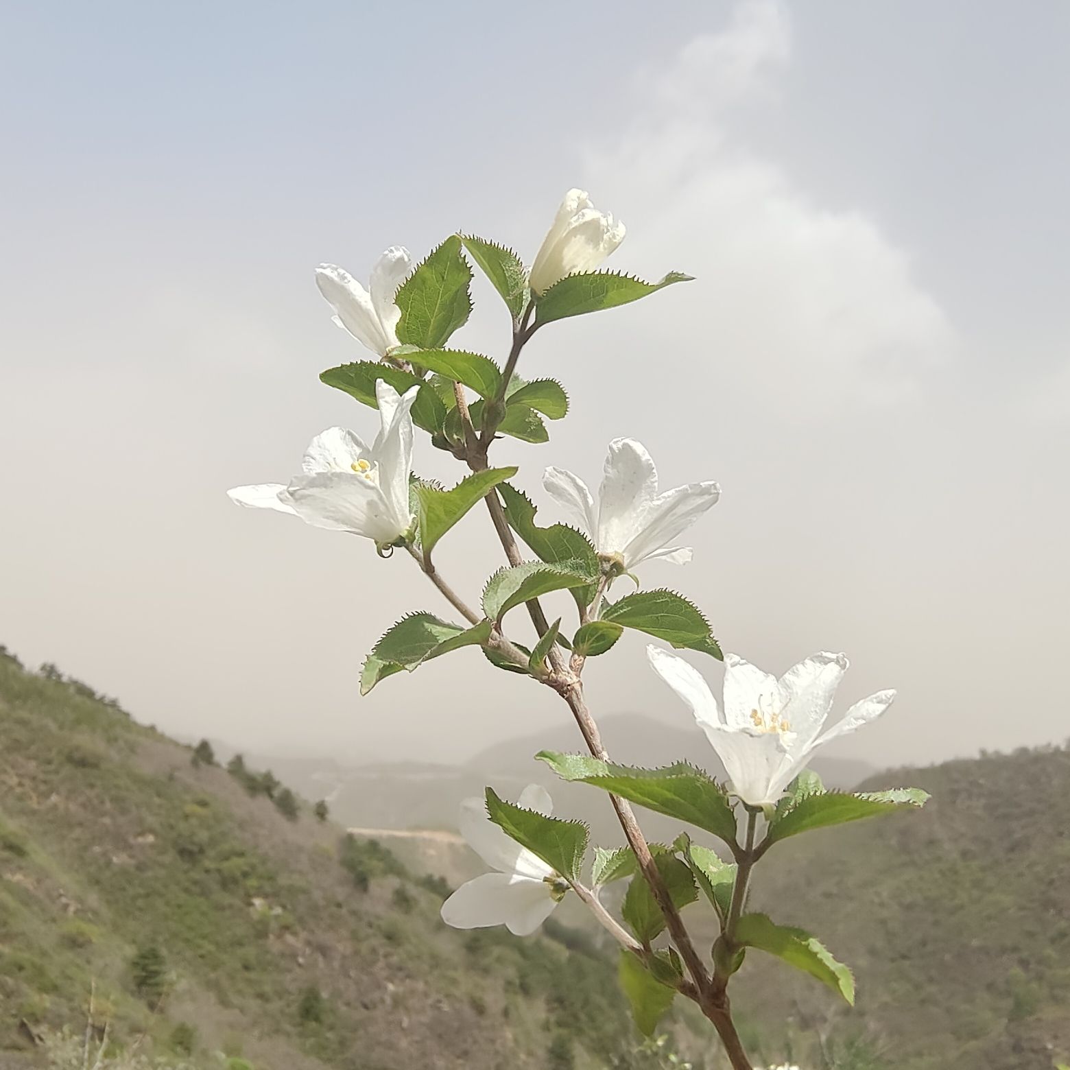 猫耳山风景区旅行图片 2