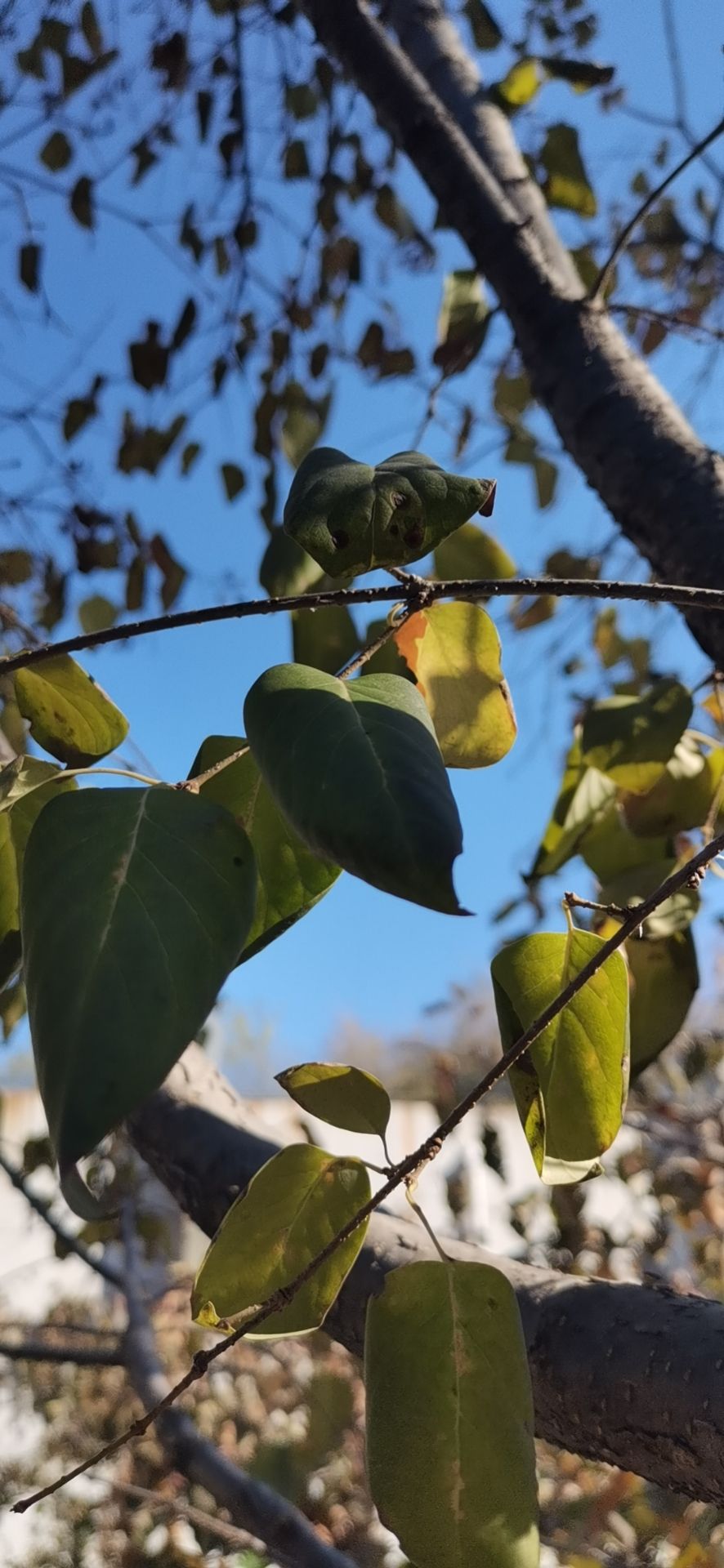 箕城公园旅行图片 1