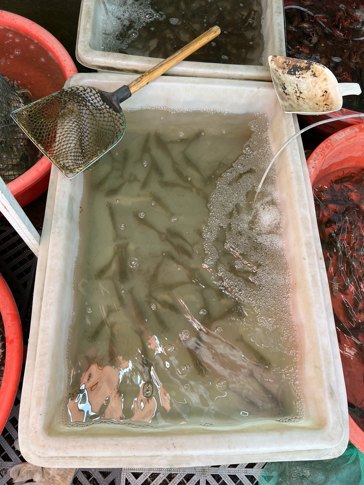 微山湖二级坝湿地景区旅行图片 3
