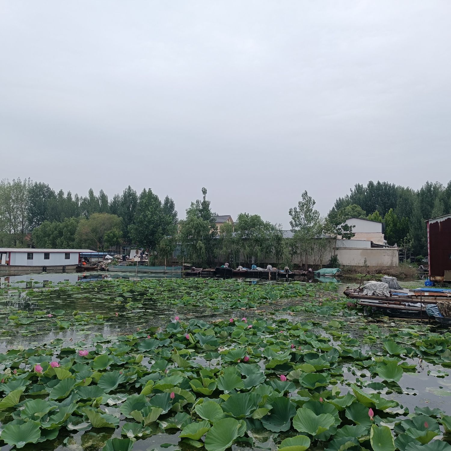 微山湖二级坝湿地景区旅行图片 2