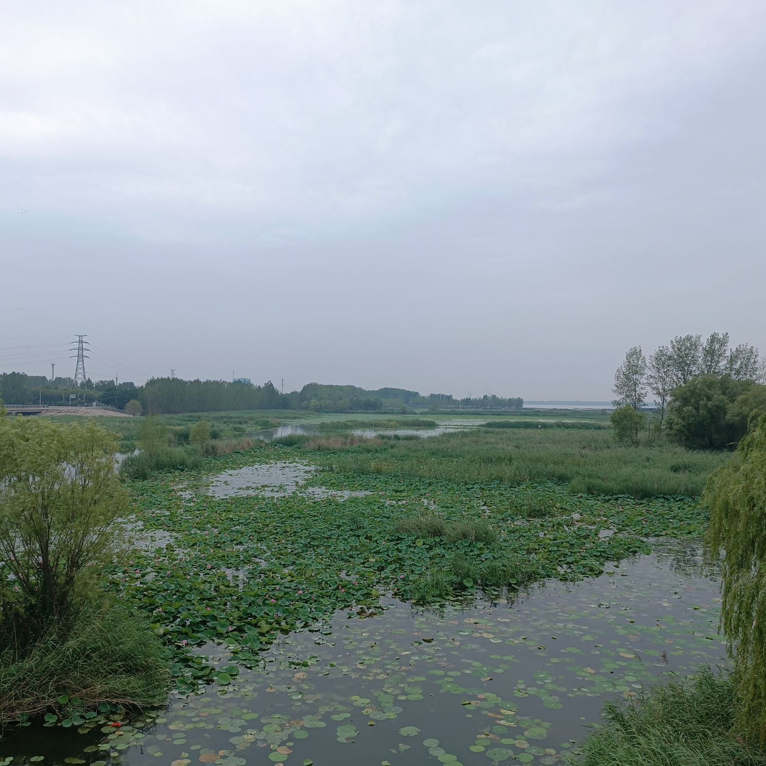 微山湖二级坝湿地景区旅行图片 3
