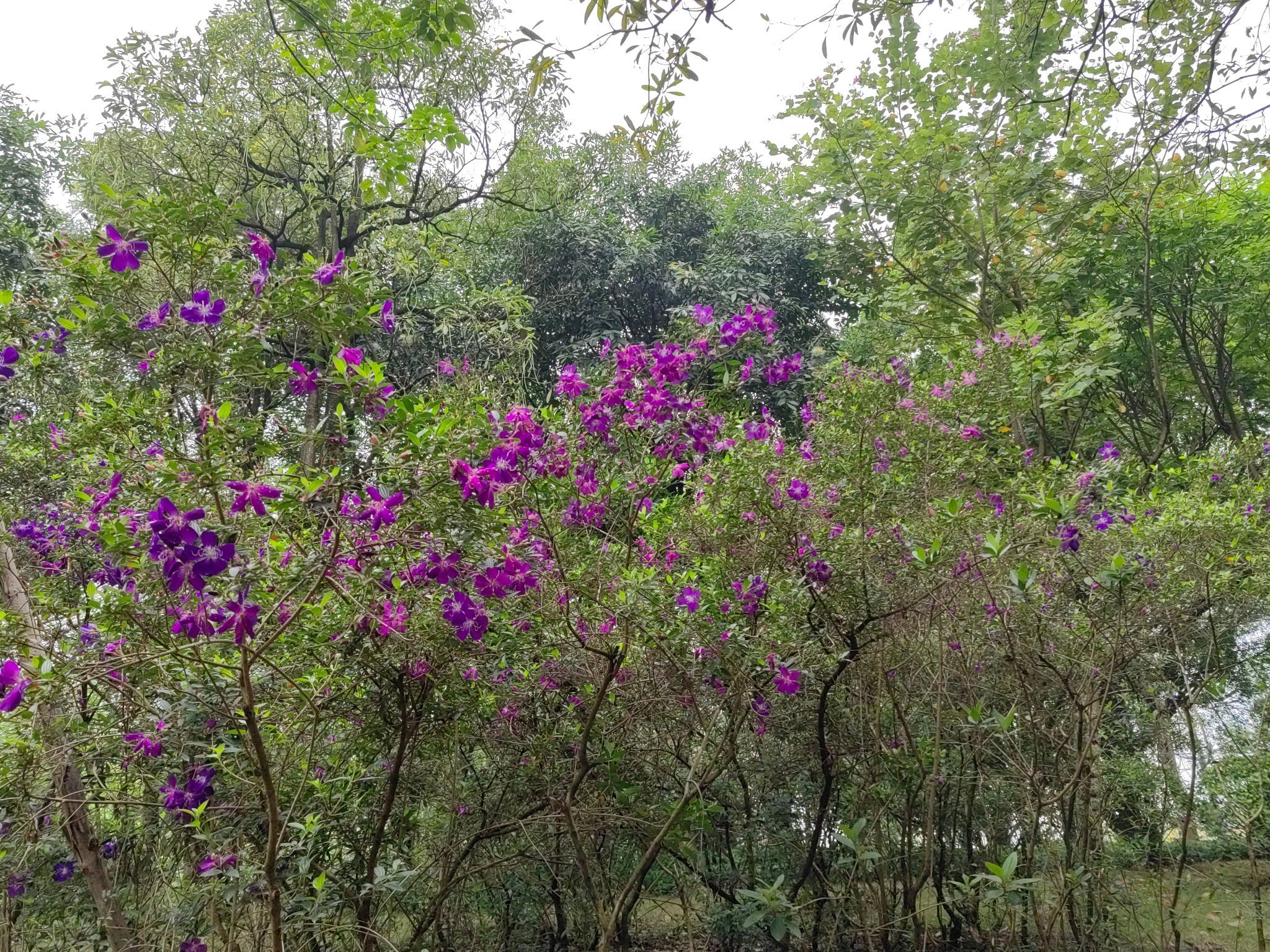 北江体育休闲公园旅行图片 3