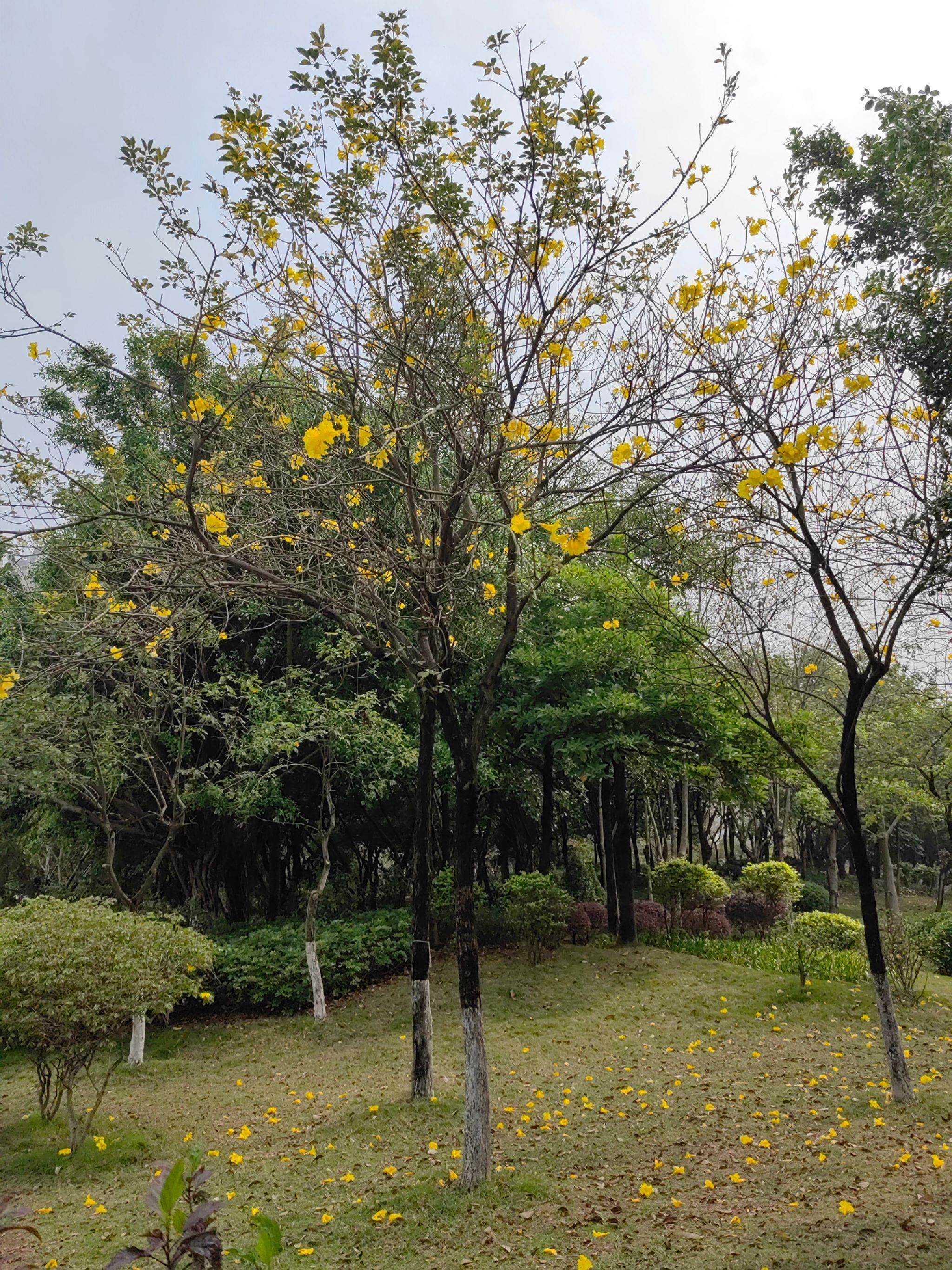 北江体育休闲公园旅行图片 2