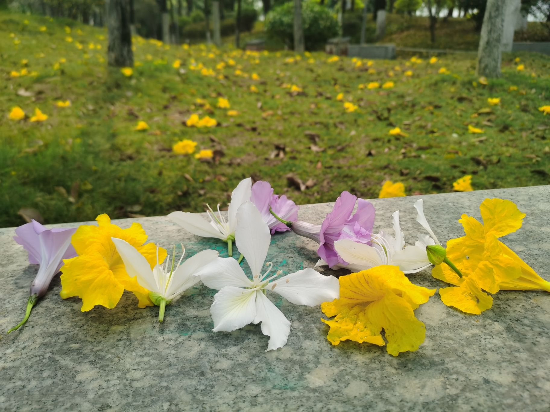 北江体育休闲公园旅行图片 1