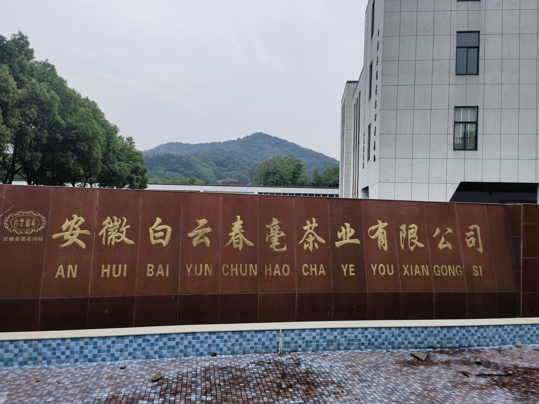 安徽白云春毫茶旅研学基地旅行图片 1