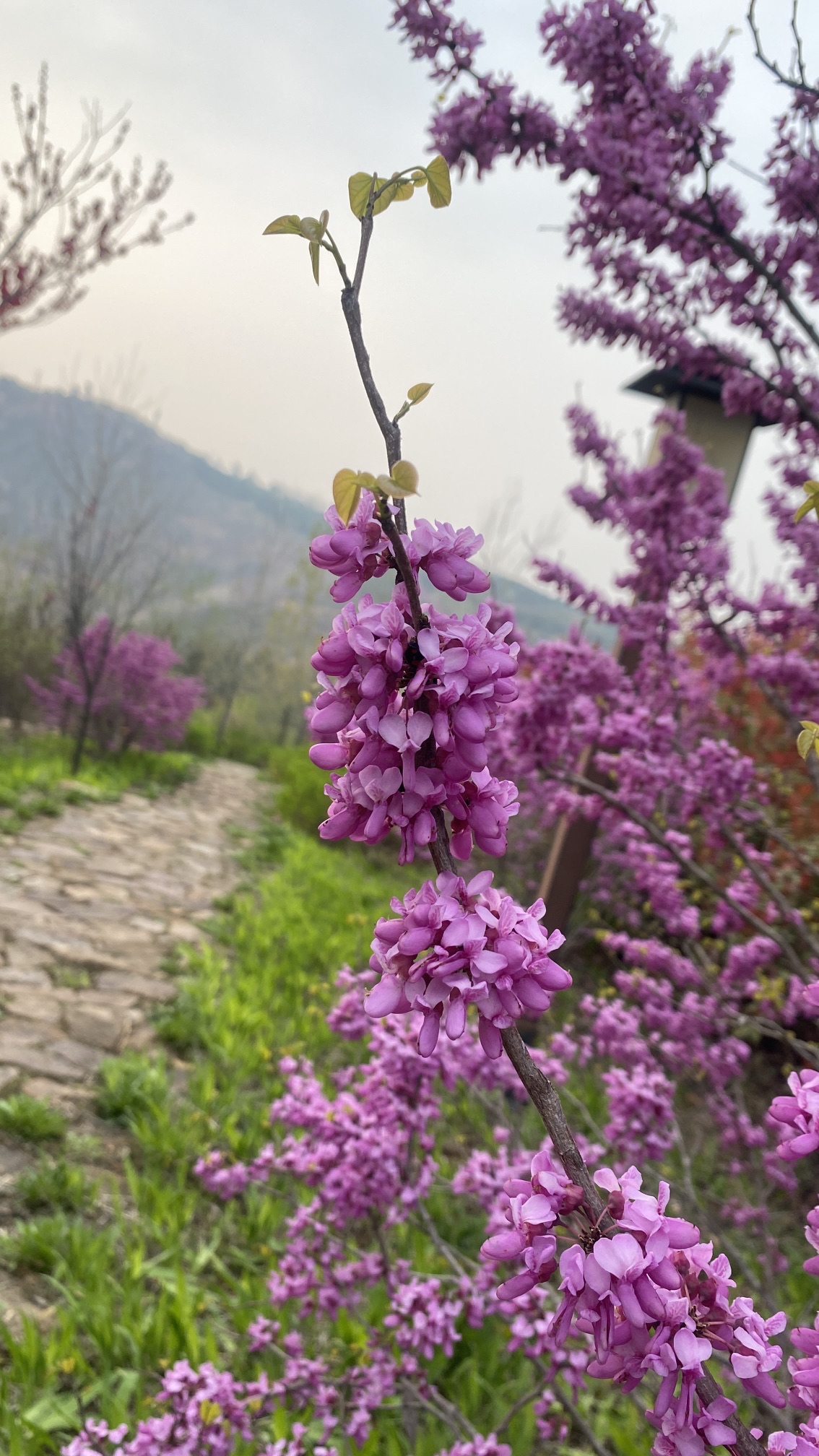 万安山旅游度假区旅行图片 1