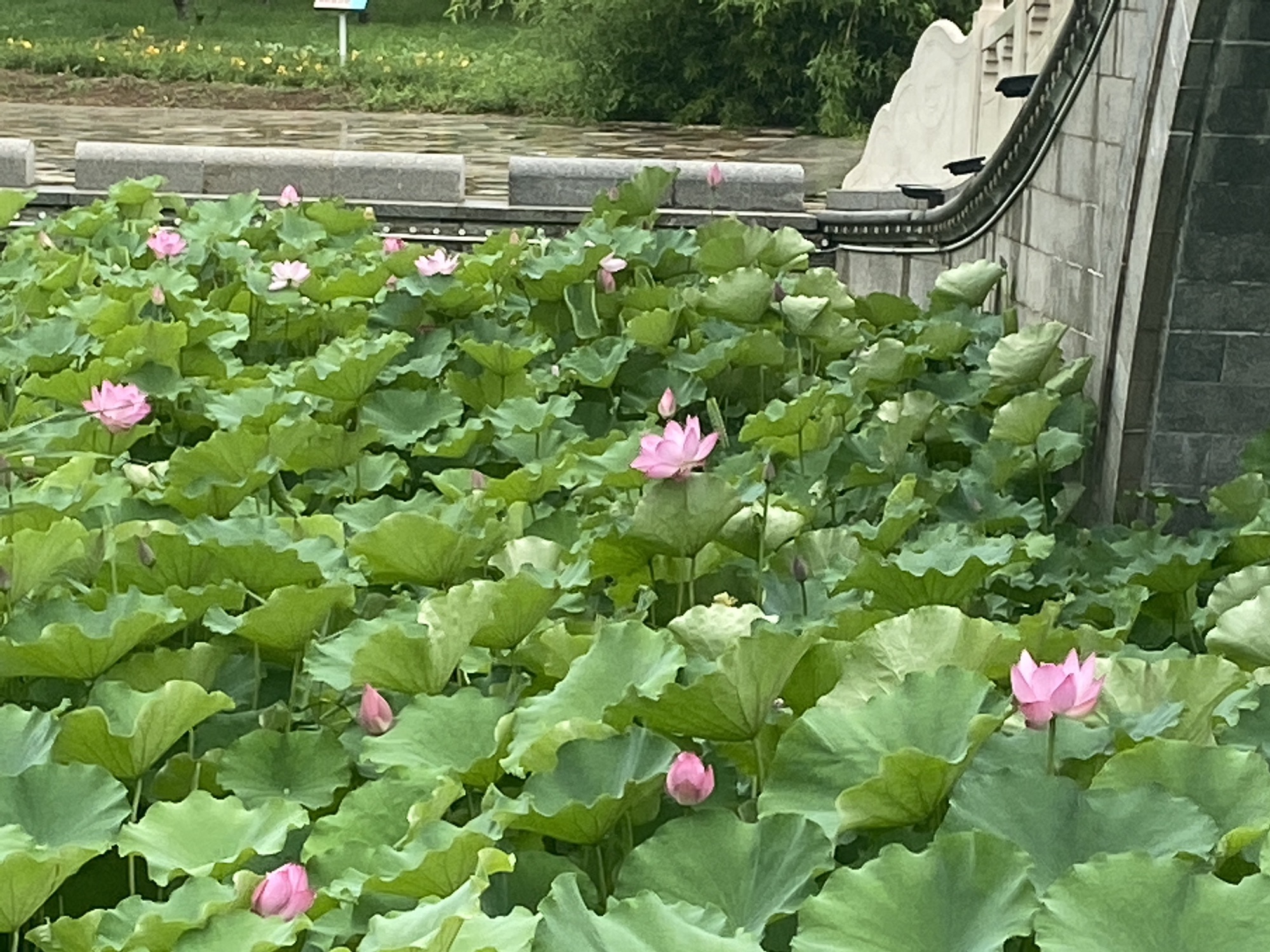 凤凰岭公园旅行图片 1