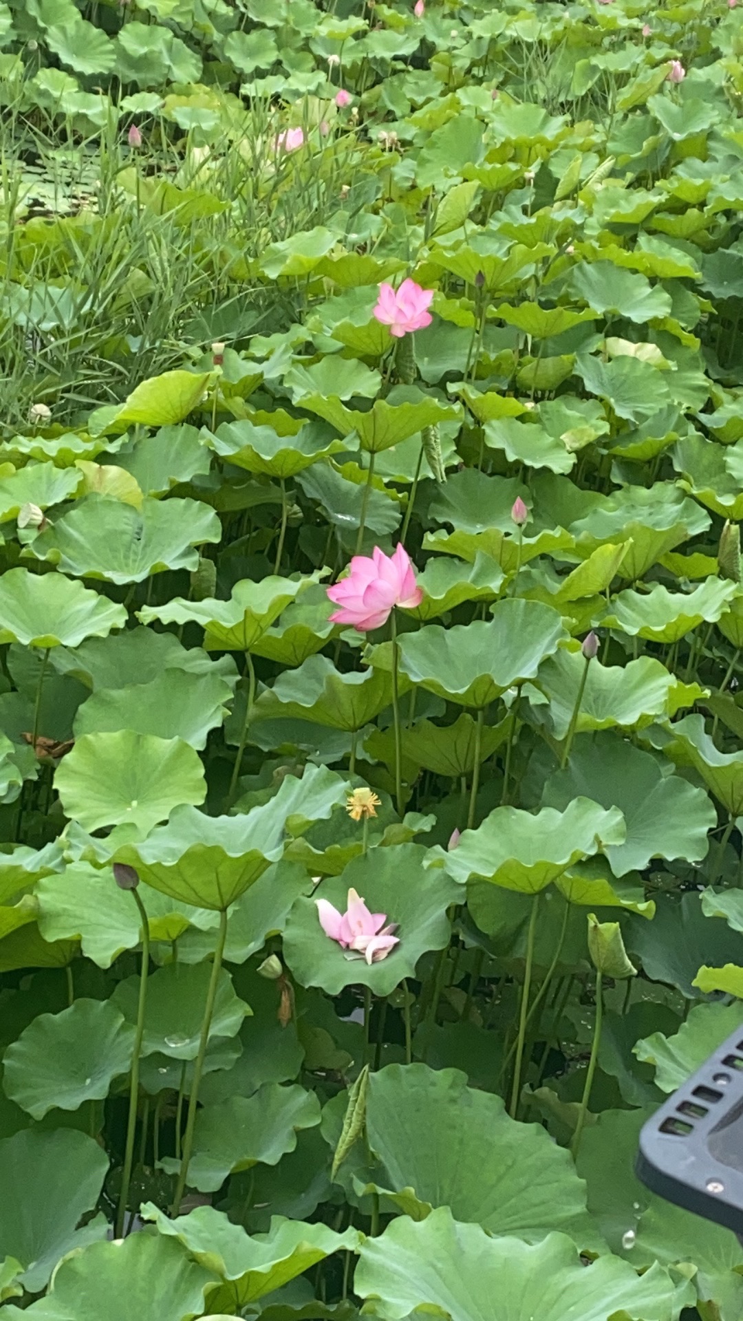 凤凰岭公园旅行图片 3